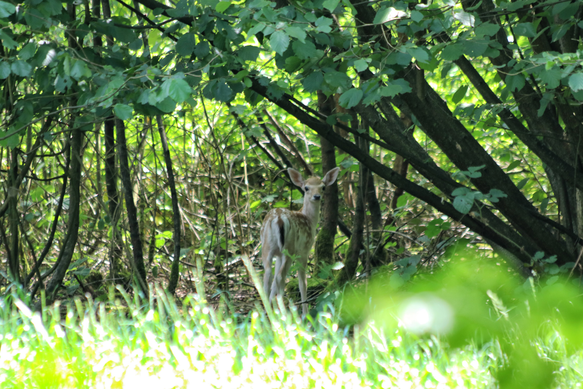 Wandeling: Rondje om de Krickenbecker Seen