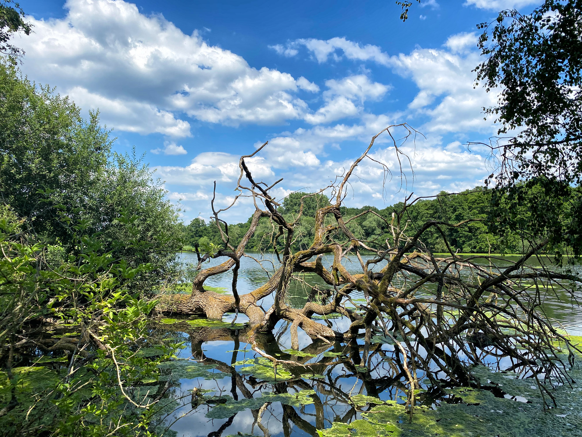 Wandeling: Rondje om de Krickenbecker Seen