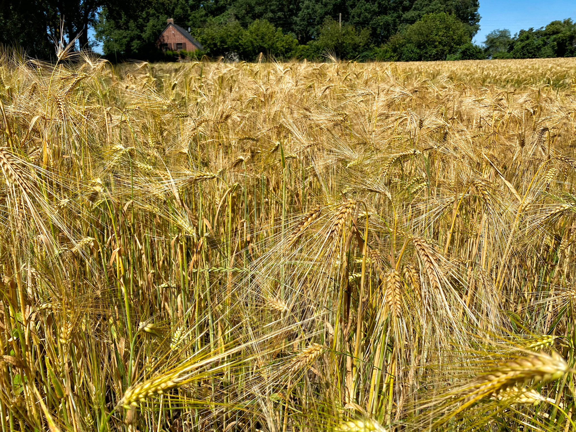 Wandeling: Rondje om de Krickenbecker Seen