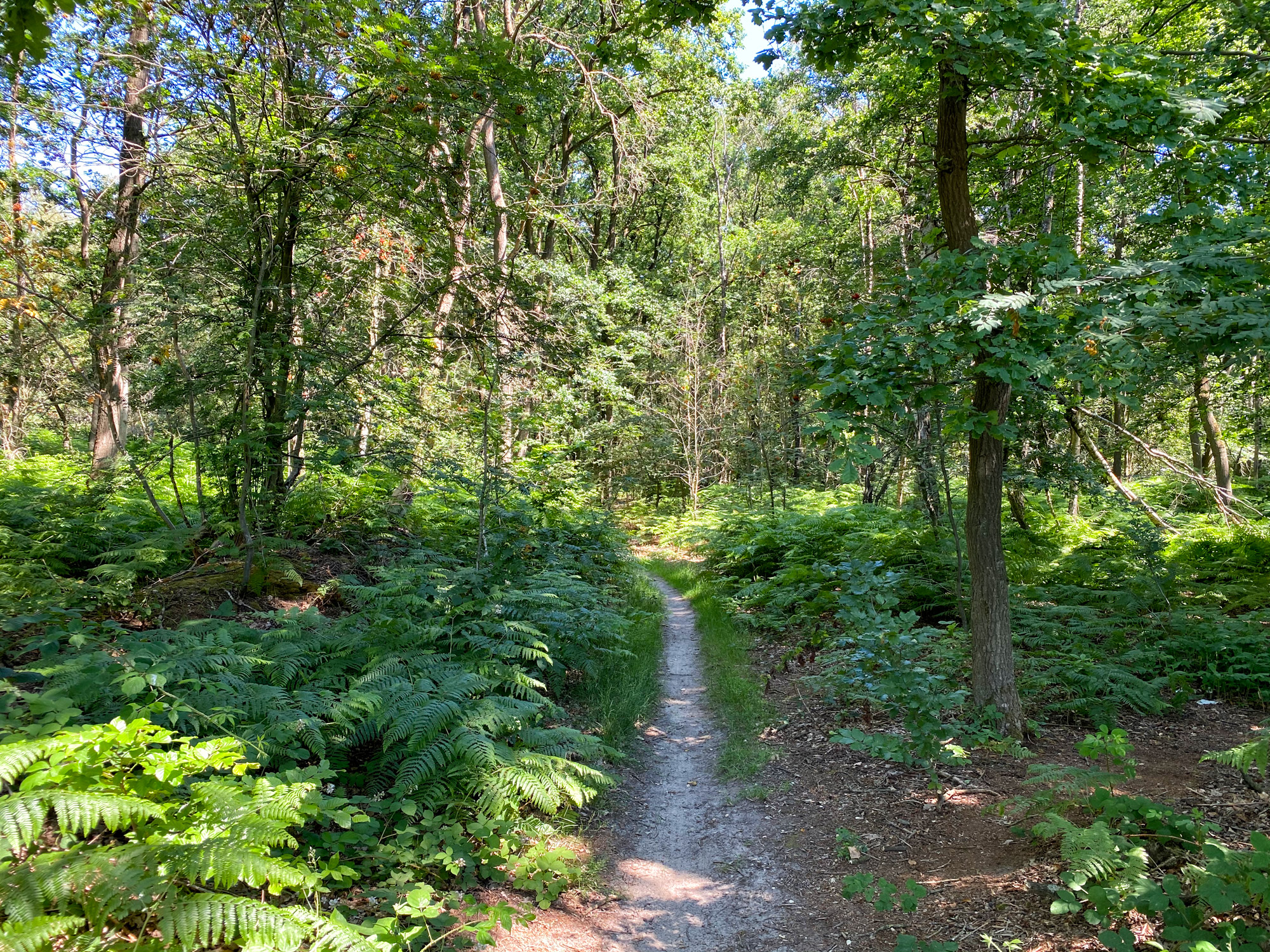 Wandeling: Rondje om de Krickenbecker Seen