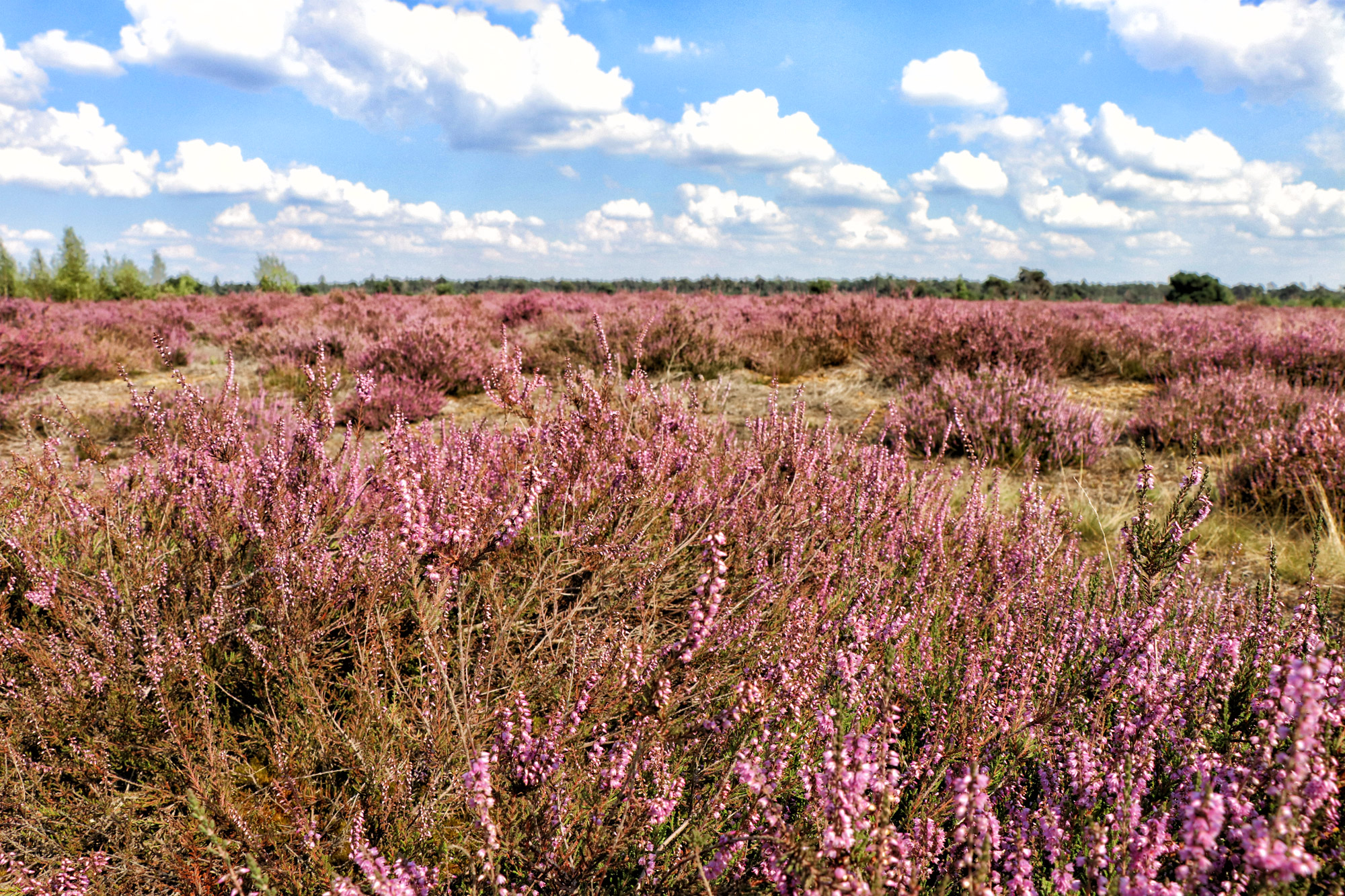 Foto van de maand: September 2020 - Strabrechtse Heide in bloei