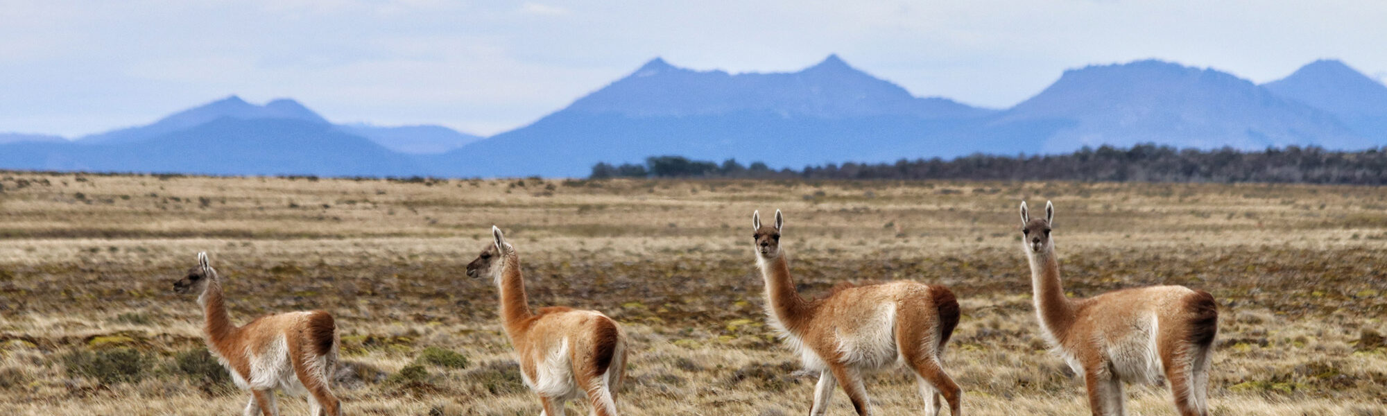 Gespotte dieren: Guanaco