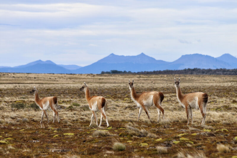 Gespotte dieren: Guanaco