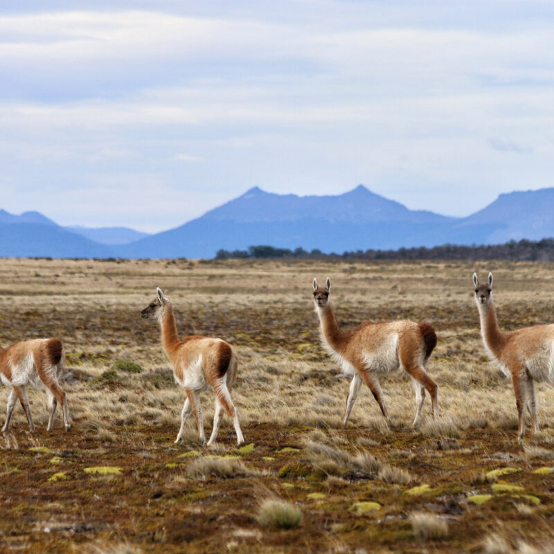 Gespotte dieren: Guanaco