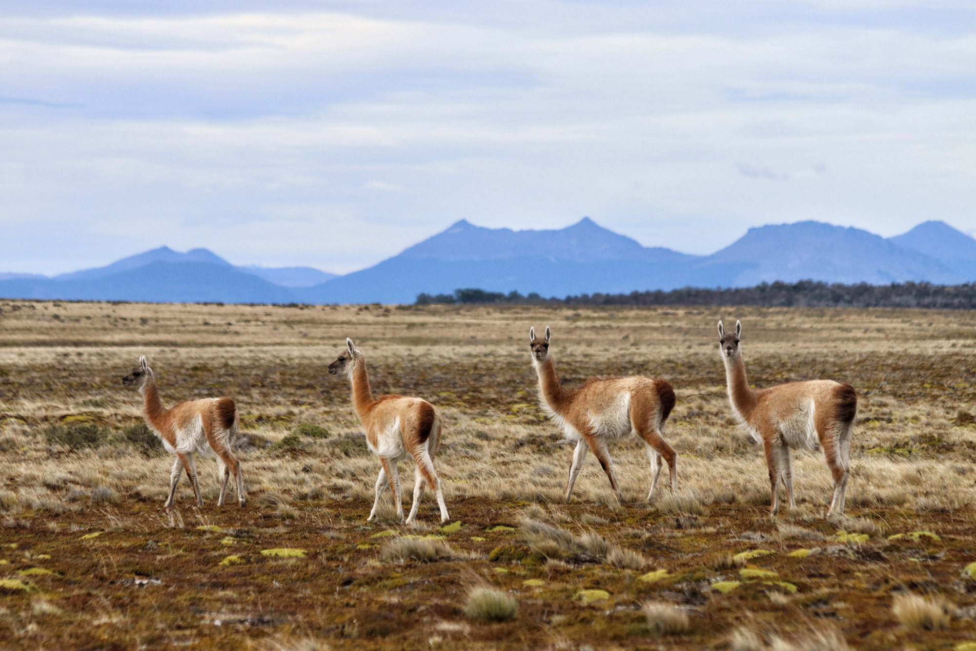 Gespotte dieren: Guanaco