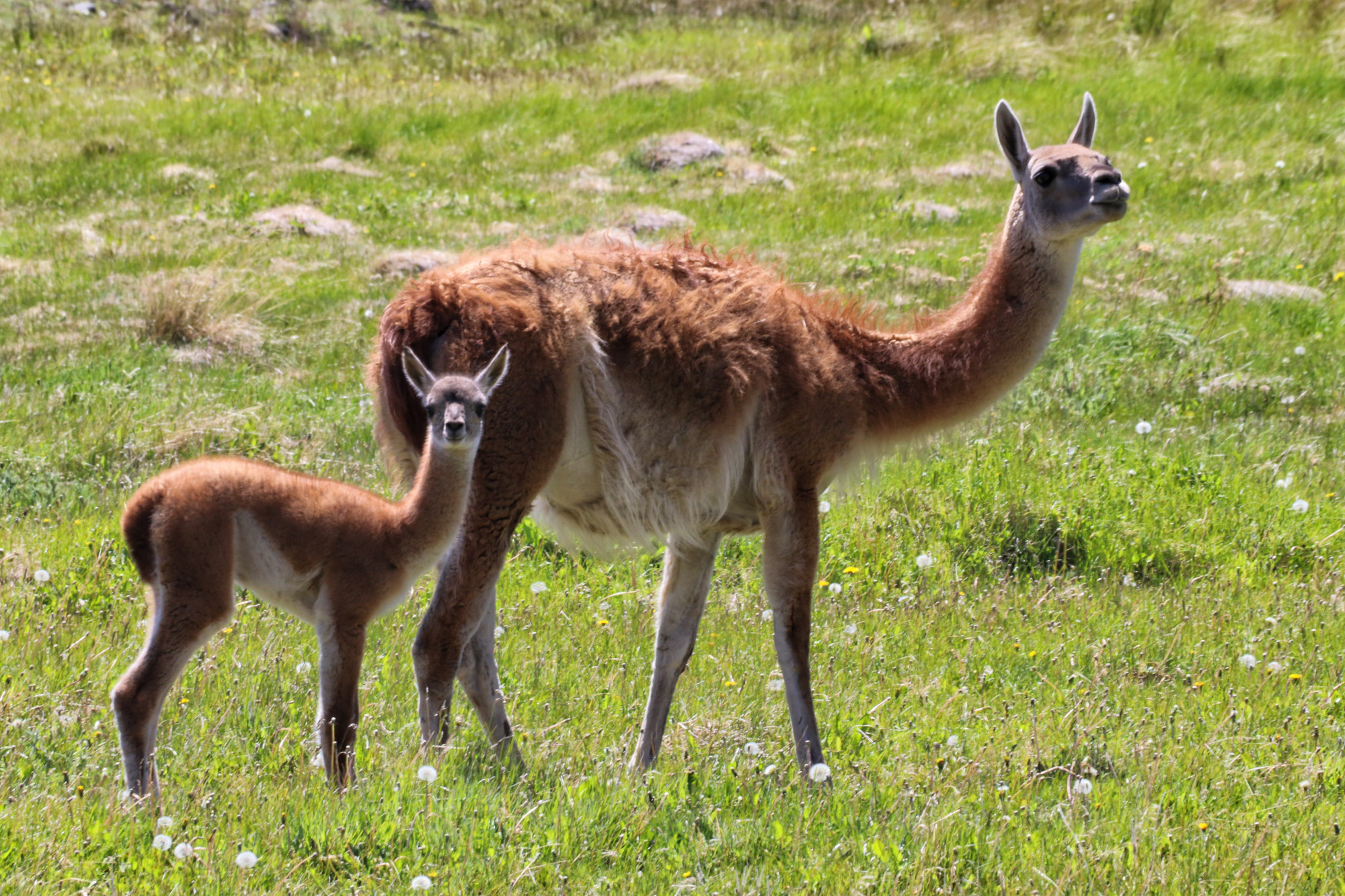 Gespotte dieren: Guanaco