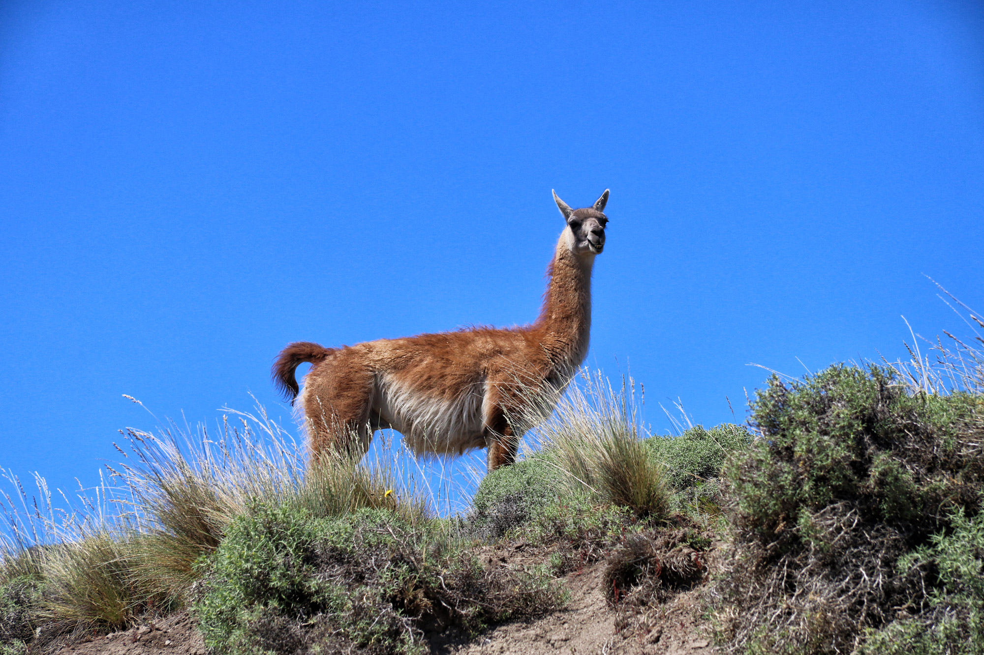 Gespotte dieren: Guanaco