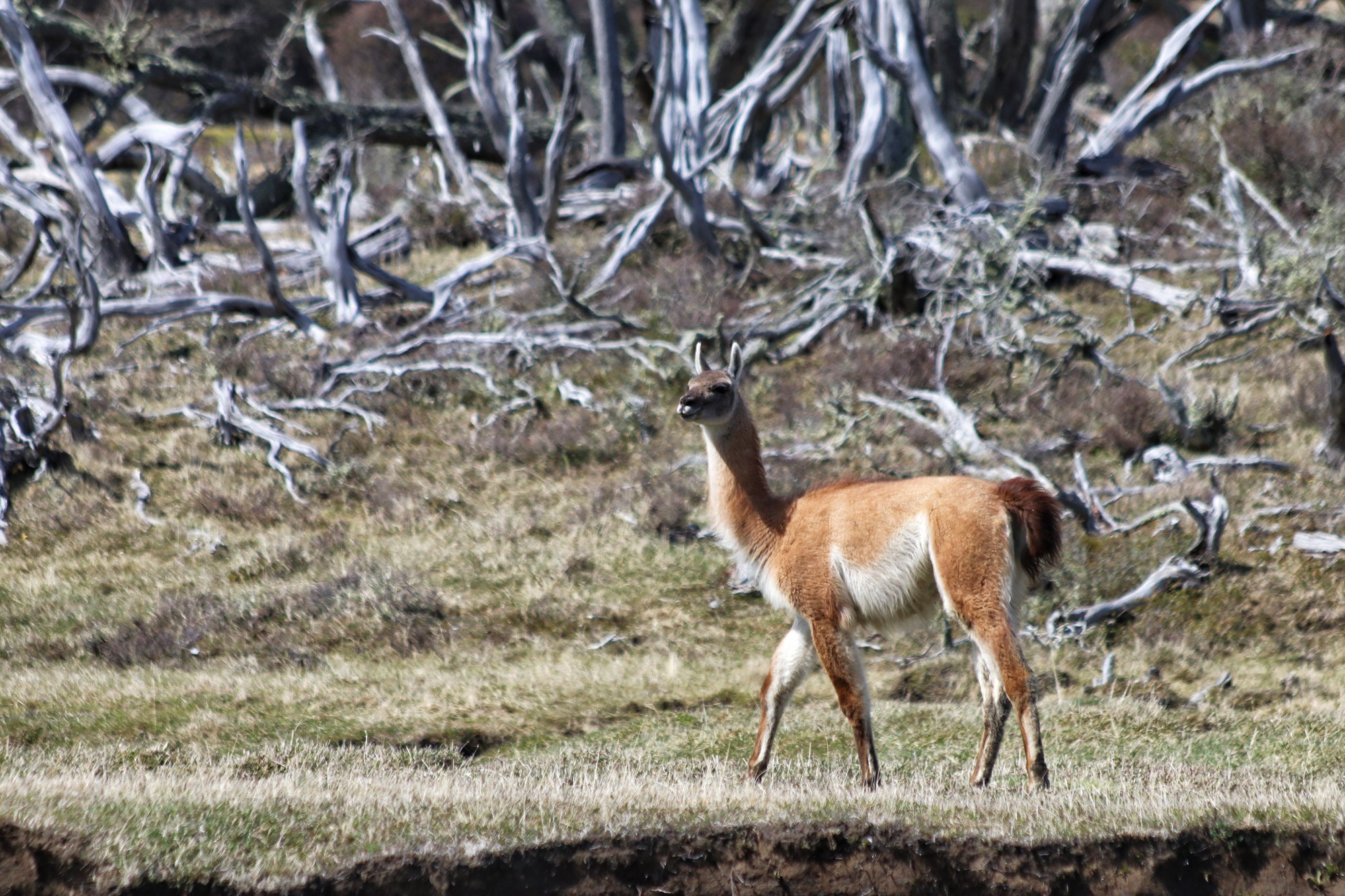 Gespotte dieren: Guanaco