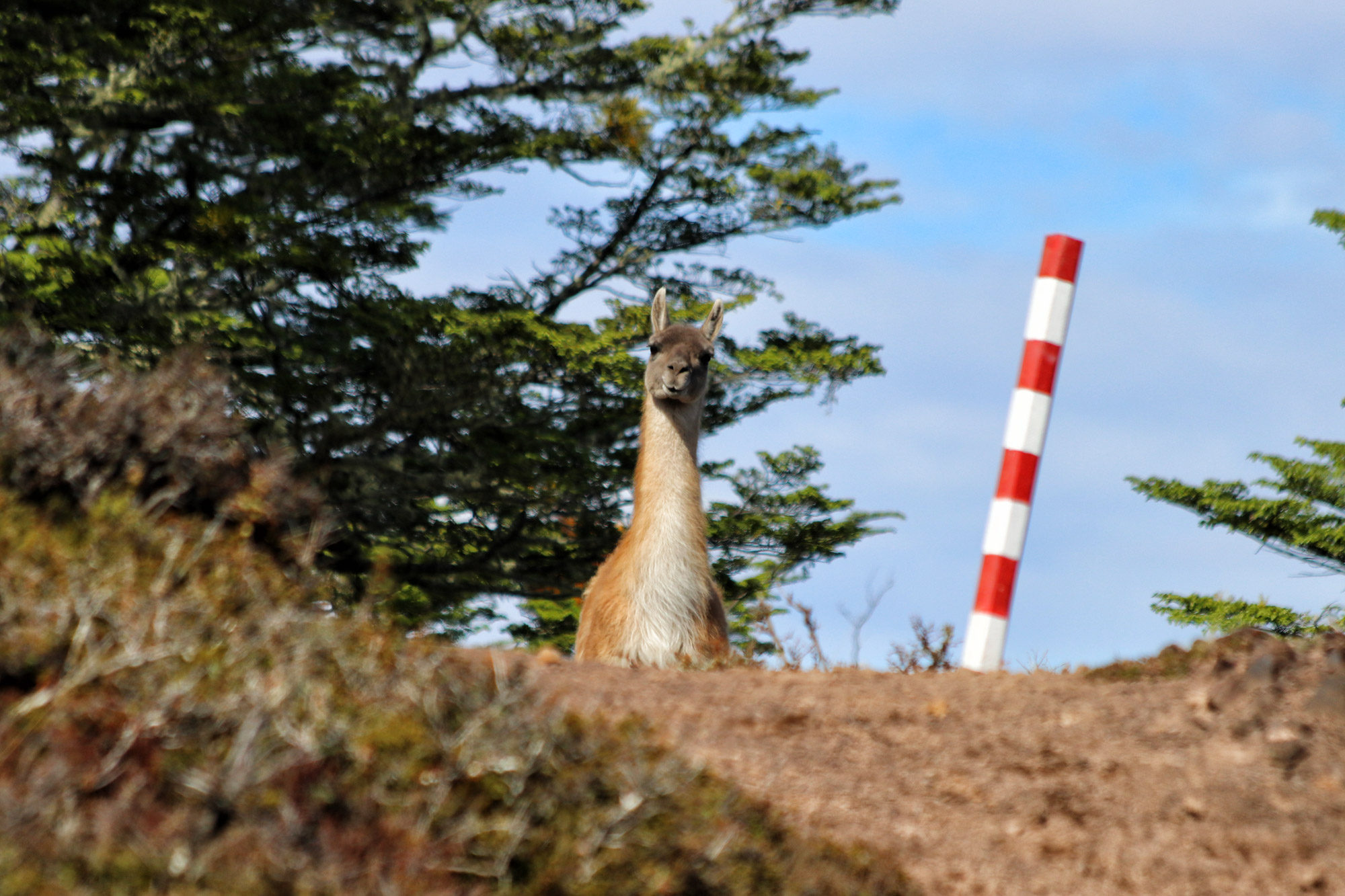 Gespotte dieren: Guanaco