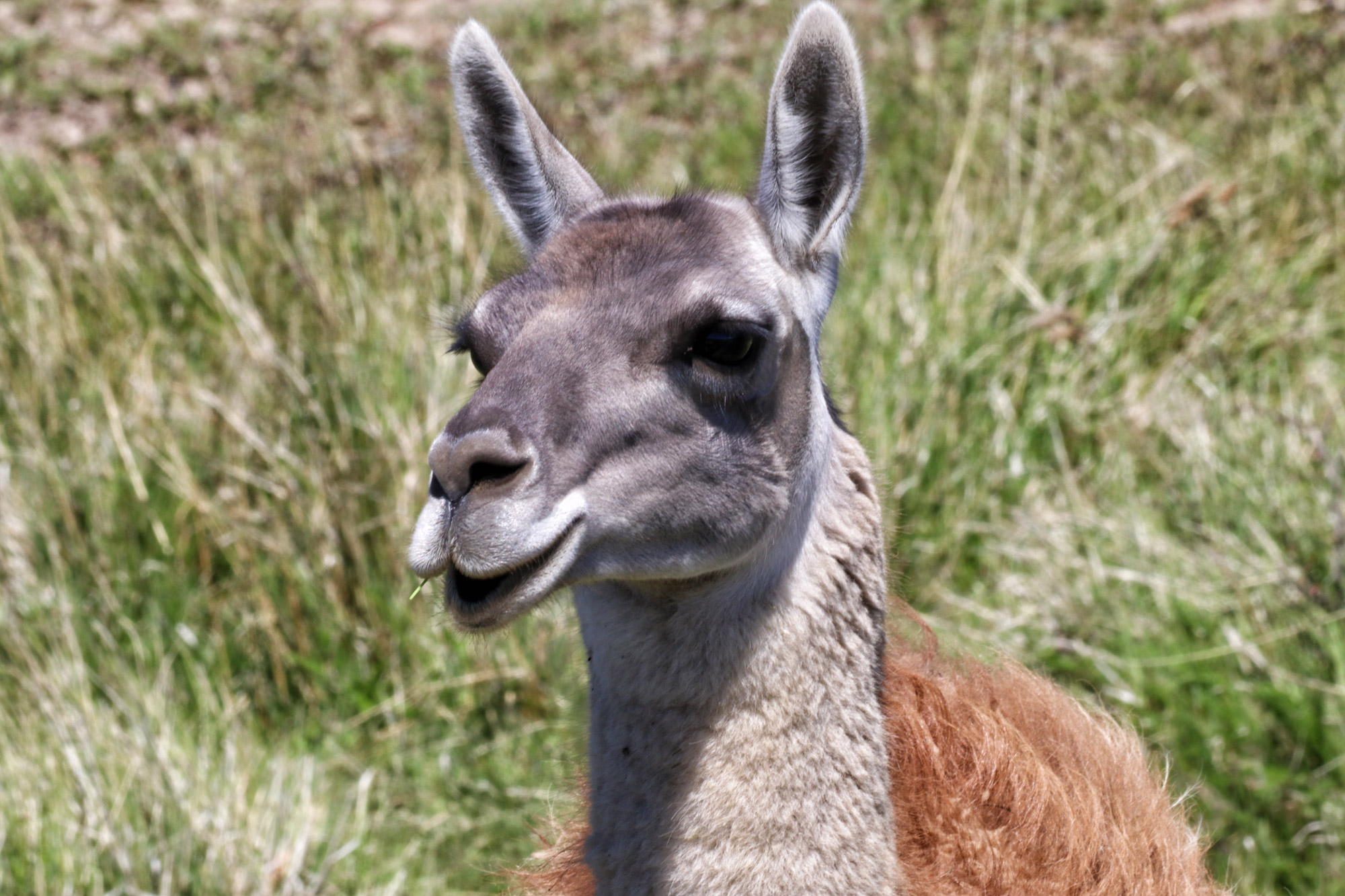 Gespotte dieren: Guanaco