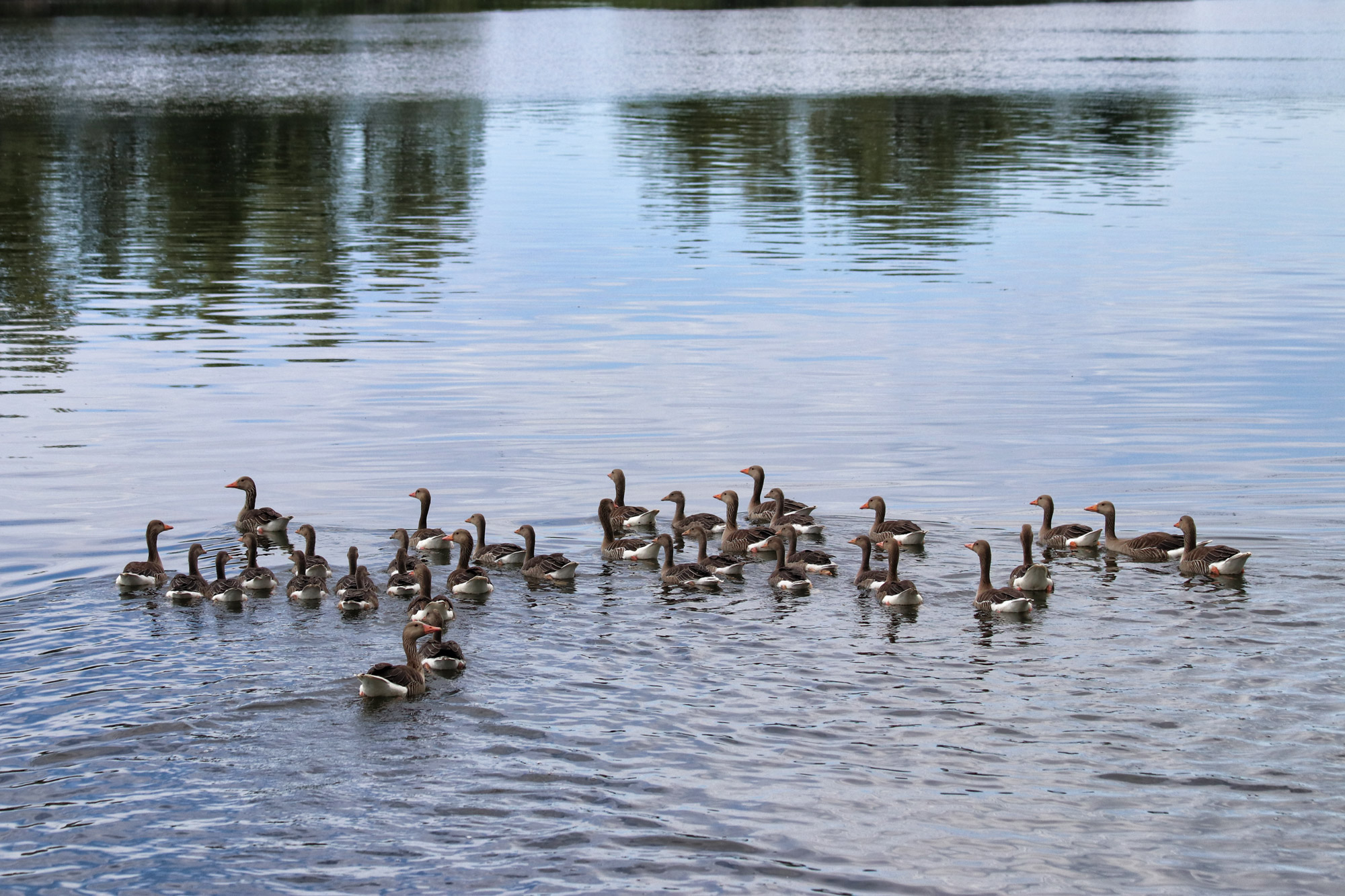 Wandelen in Limburg: Rondje om de Molenplas