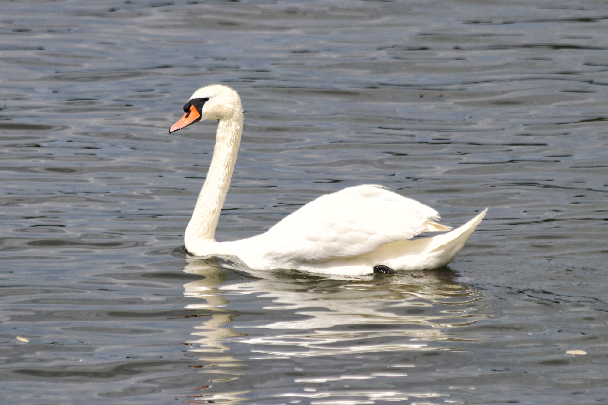 Wandelen in Limburg: Rondje om de Molenplas