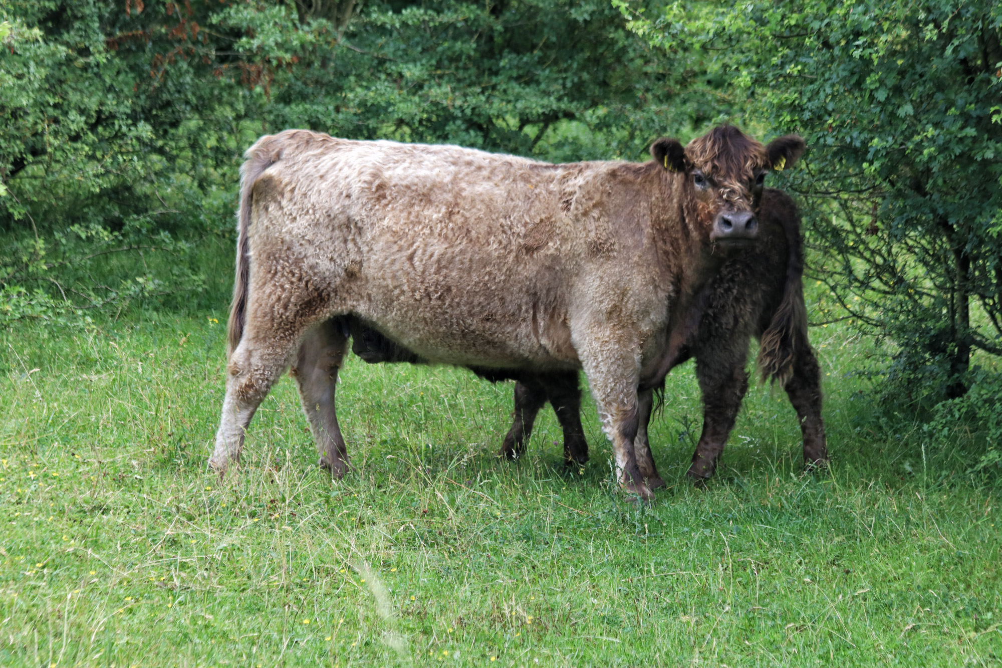 Wandelen in Limburg: Rondje om de Molenplas