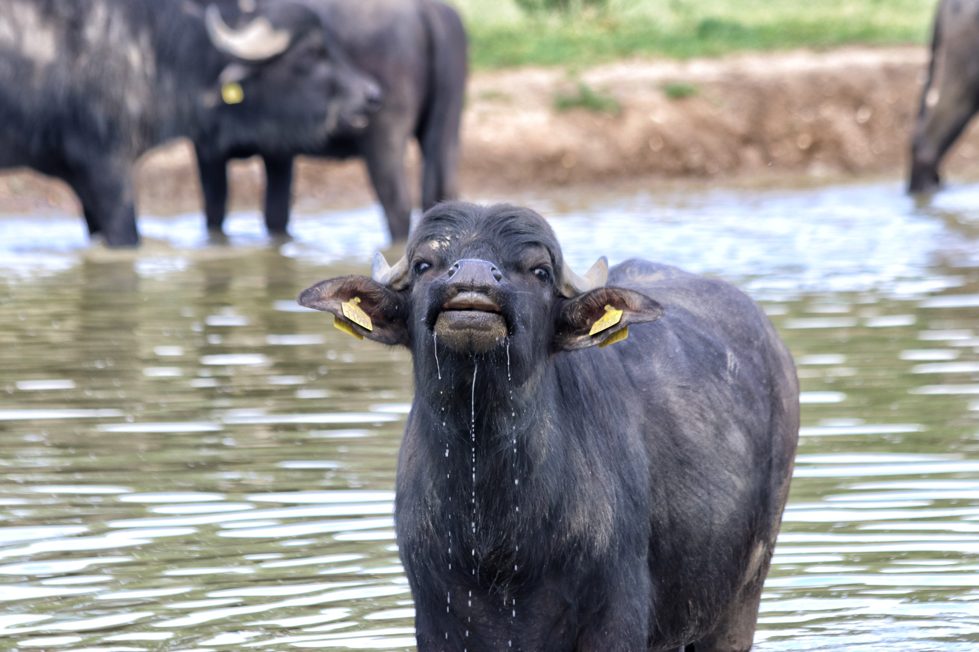 Wandelen in Limburg: Rondje om de Molenplas