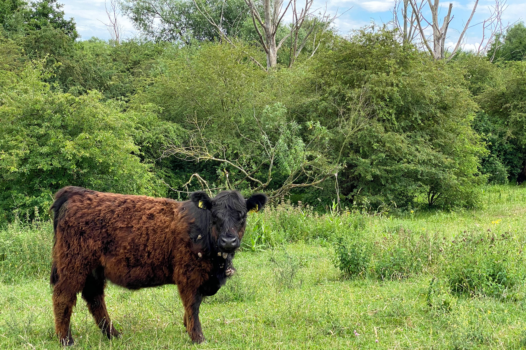 Wandelen in Limburg: Rondje om de Molenplas