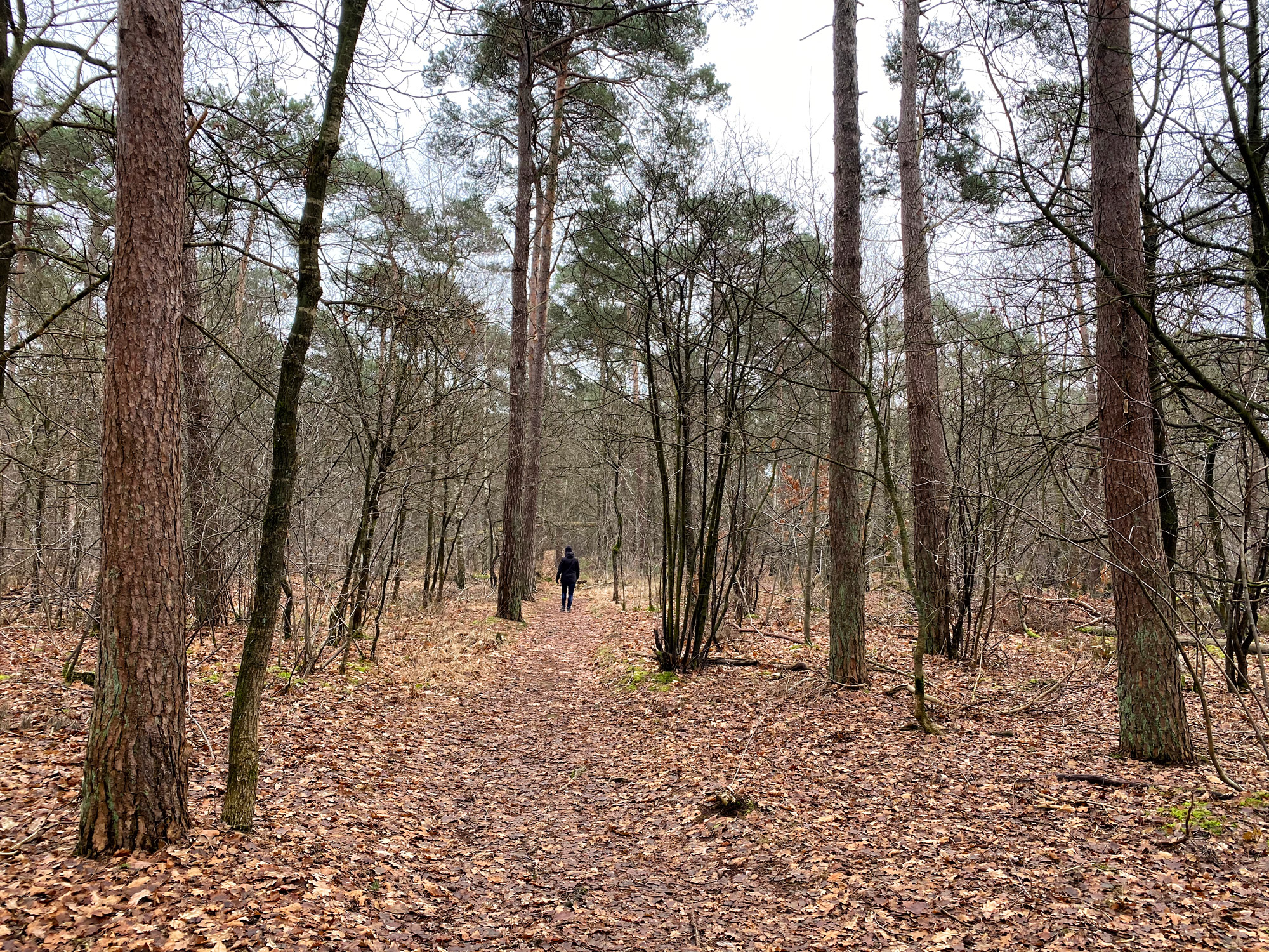 Wandelen in Noord-Brabant: Boswachterij de Kempen