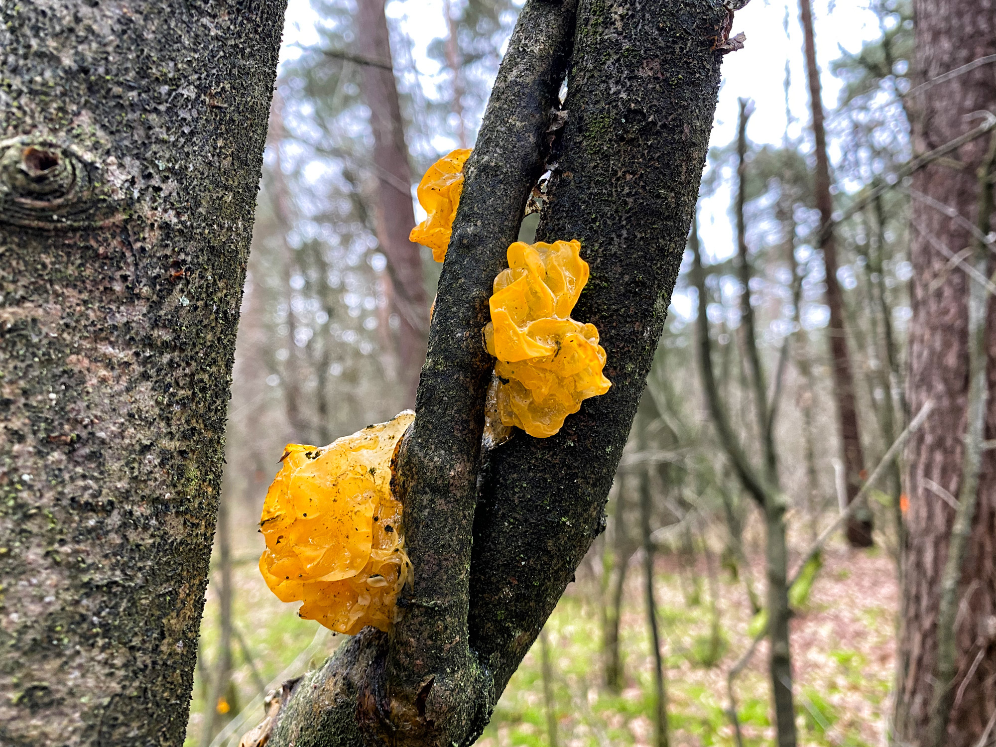 Wandelen in Noord-Brabant: Boswachterij de Kempen