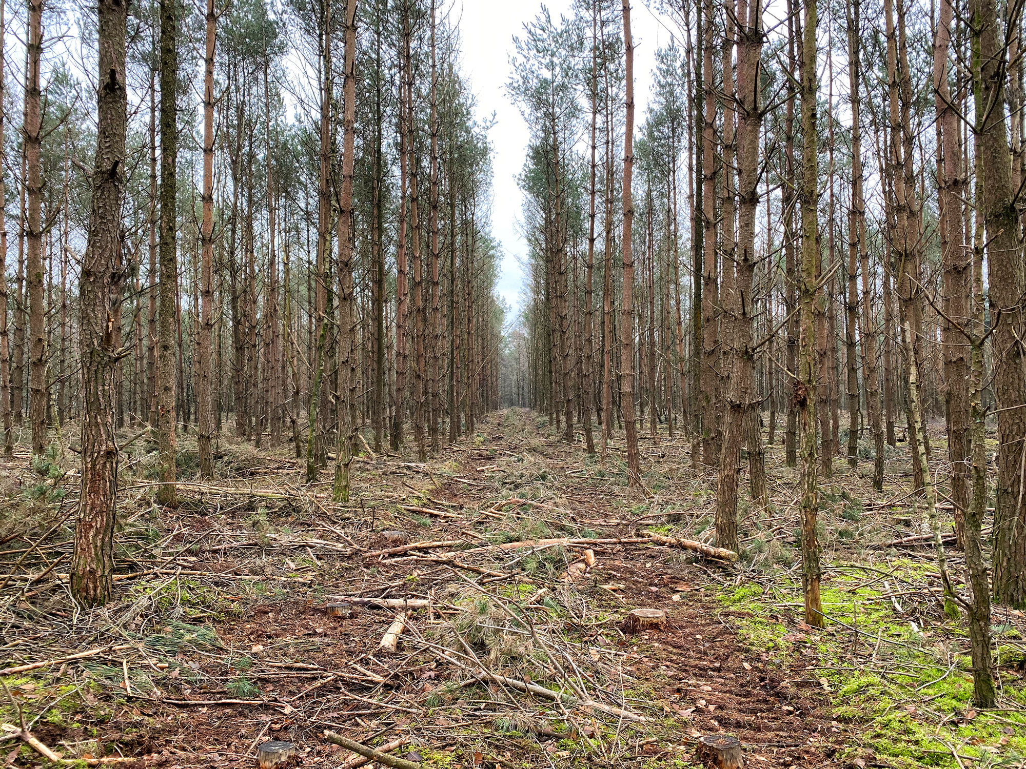 Wandelen in Noord-Brabant: Boswachterij de Kempen