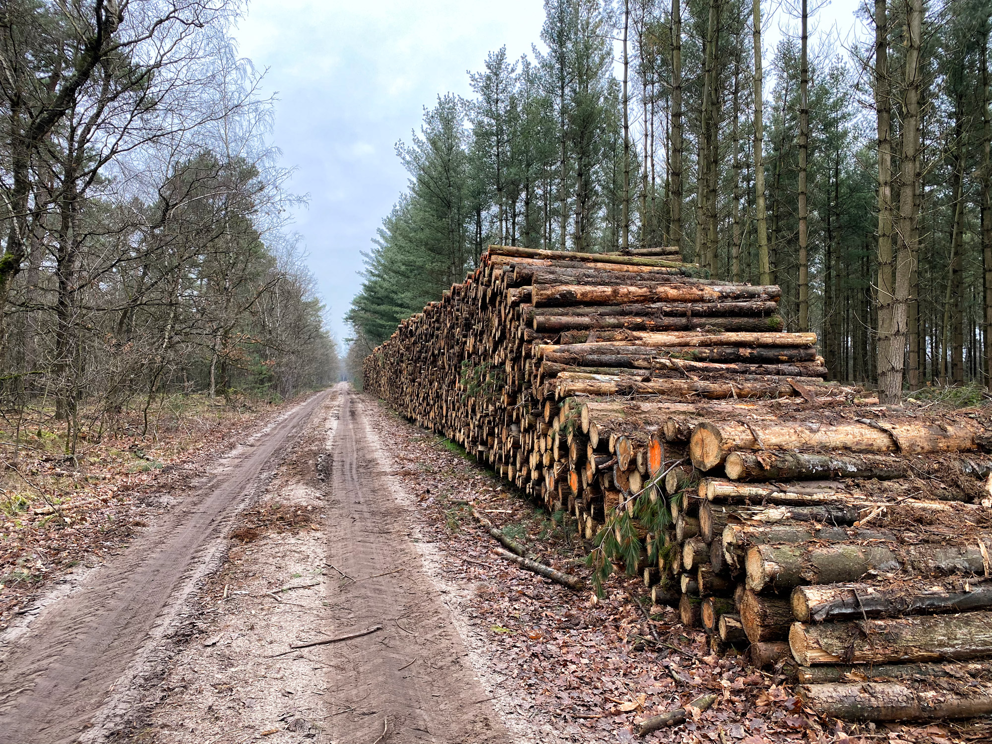 Wandelen in Noord-Brabant: Boswachterij de Kempen