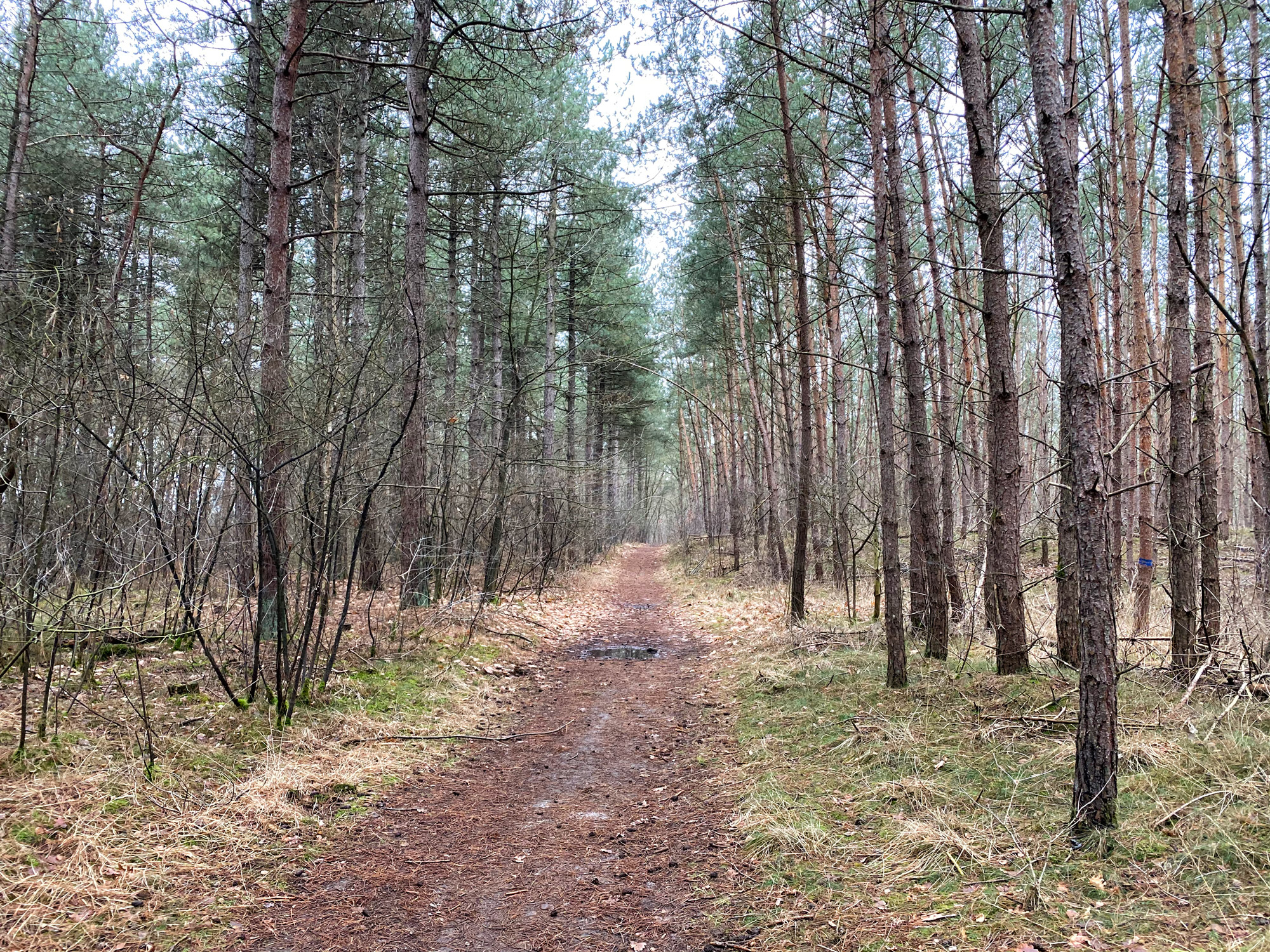 Wandelen in Noord-Brabant: Boswachterij de Kempen