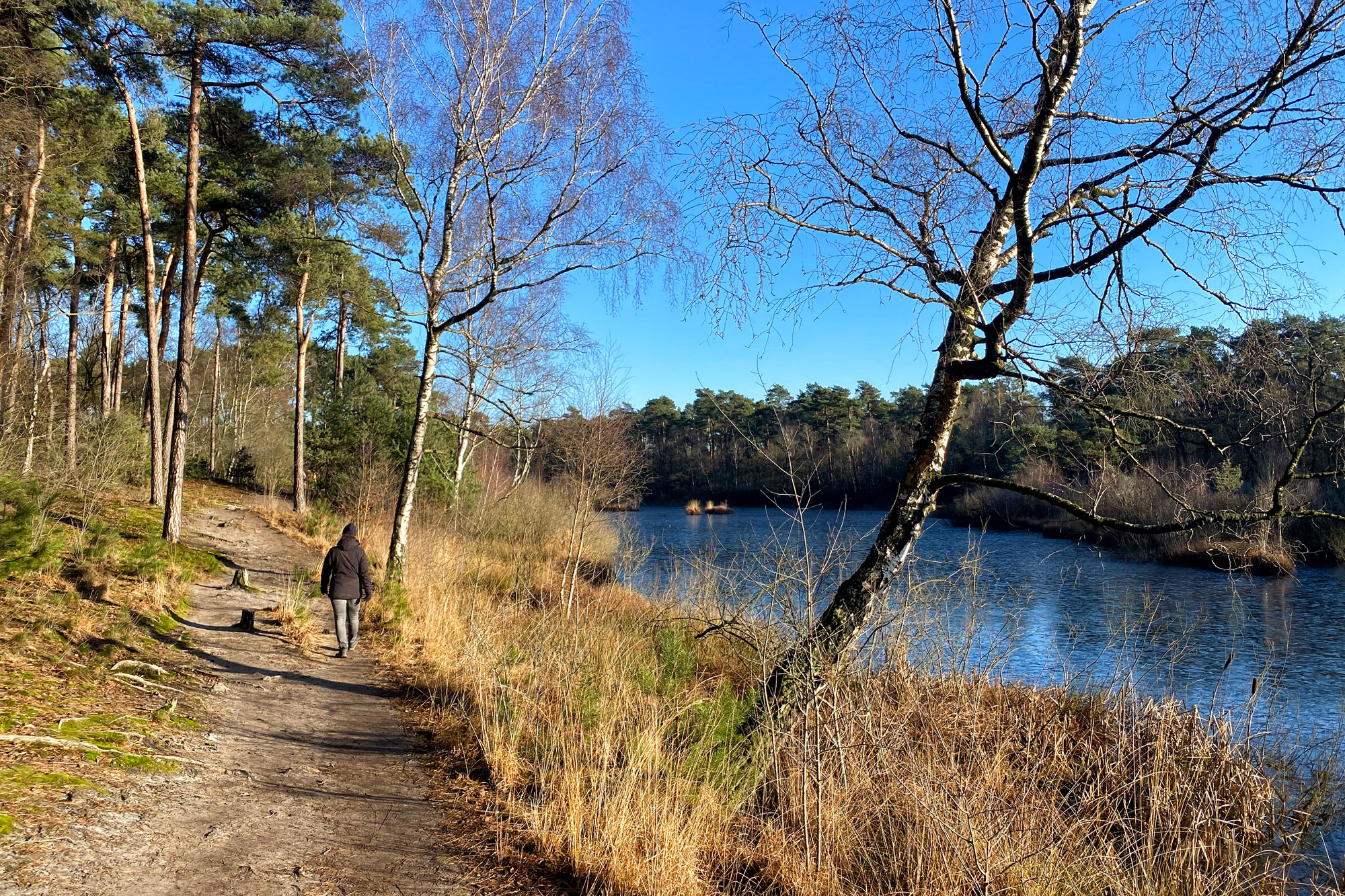 Wandelen in Noord-Brabant: Oirschotse Bossen en Vennen