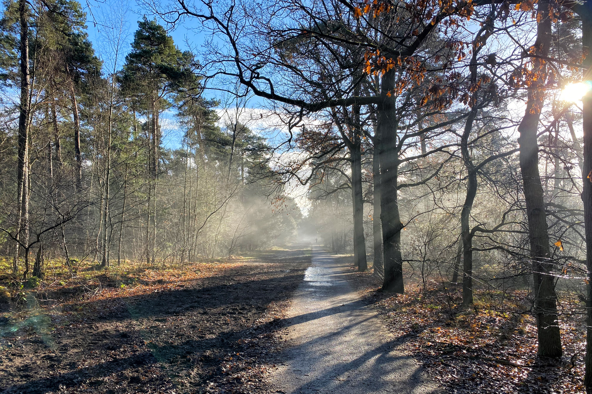 Wandelen in Noord-Brabant: Oirschotse Bossen en Vennen