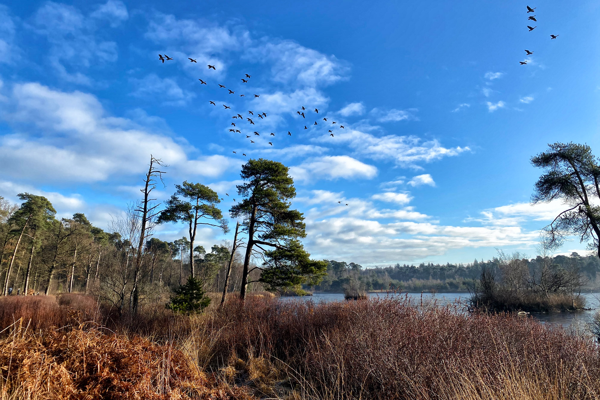 Wandelen in Noord-Brabant: Oirschotse Bossen en Vennen