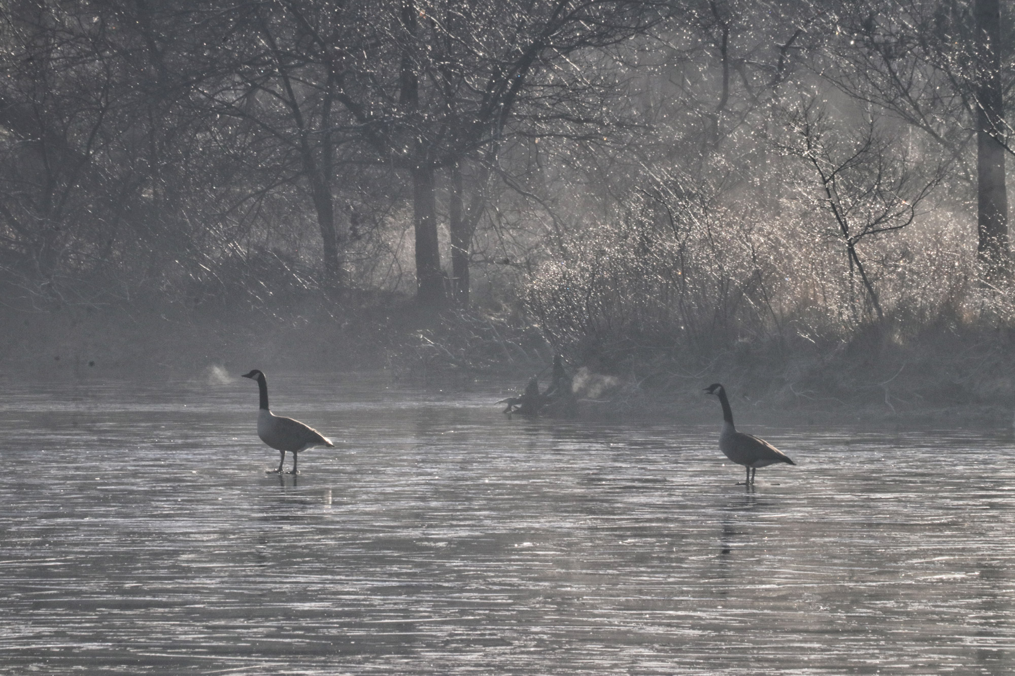 Wandelen in Noord-Brabant: Oirschotse Bossen en Vennen