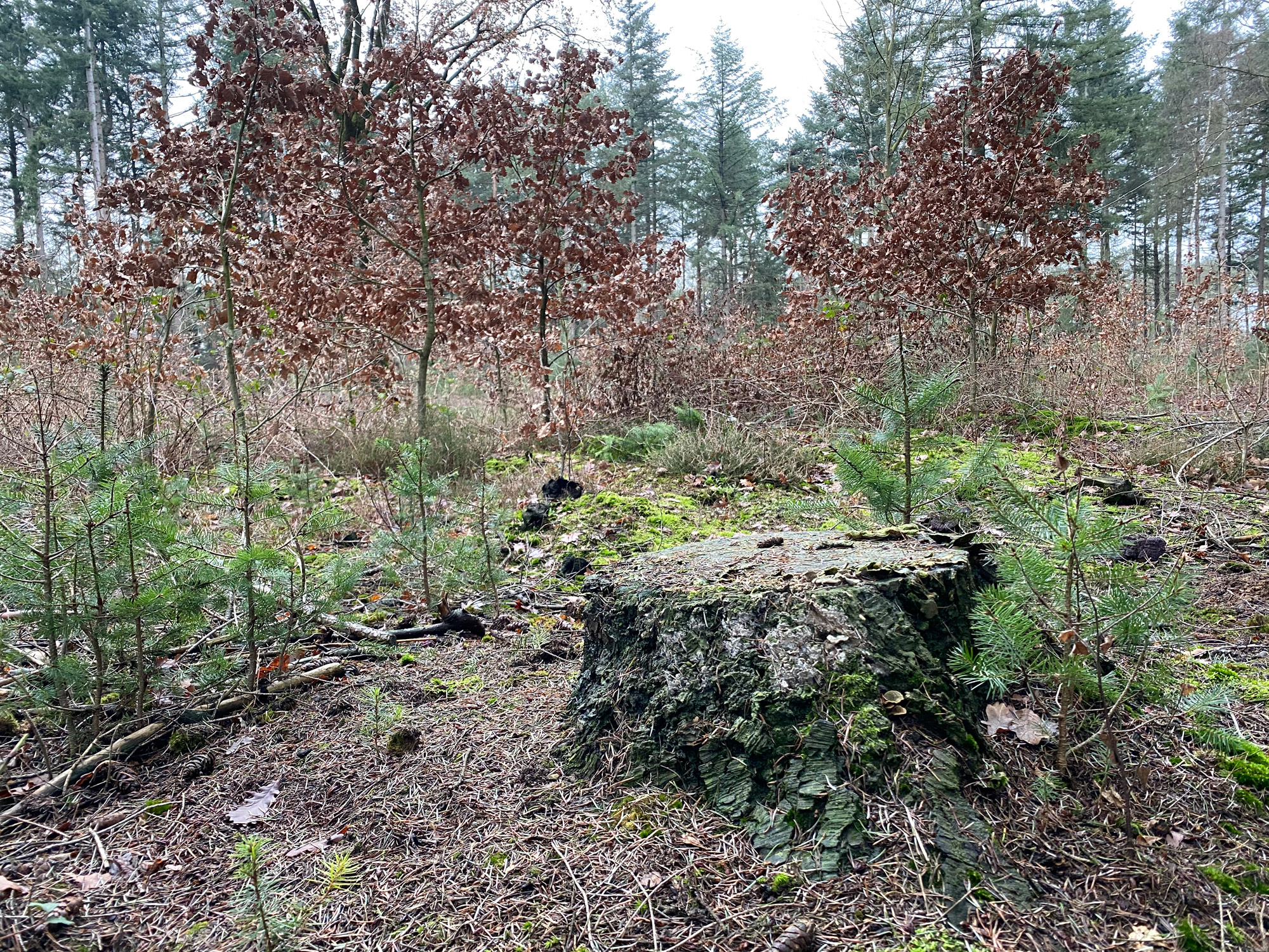 Wandelen in Noord-Brabant: Stiphoutse Bossen en langs de Goorloop