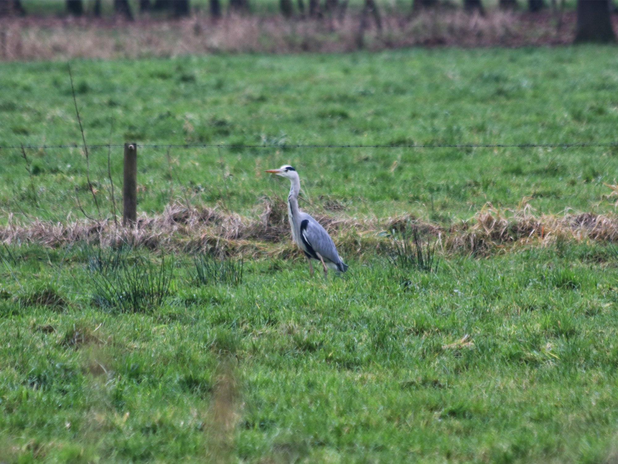 Wandelen in Noord-Brabant: Stiphoutse Bossen en langs de Goorloop