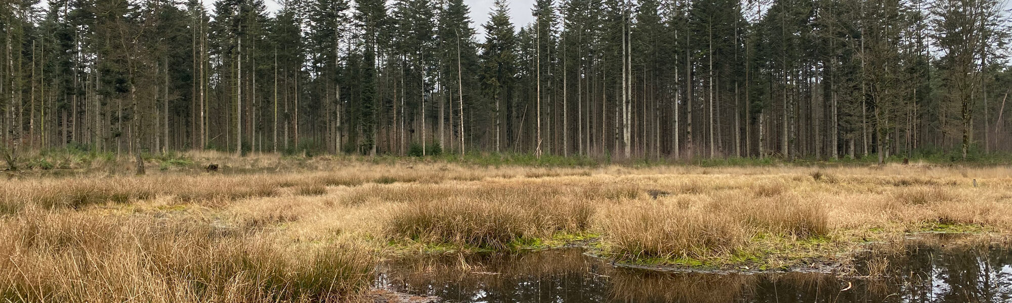 Wandelen in Noord-Brabant: Stiphoutse Bossen en langs de Goorloop