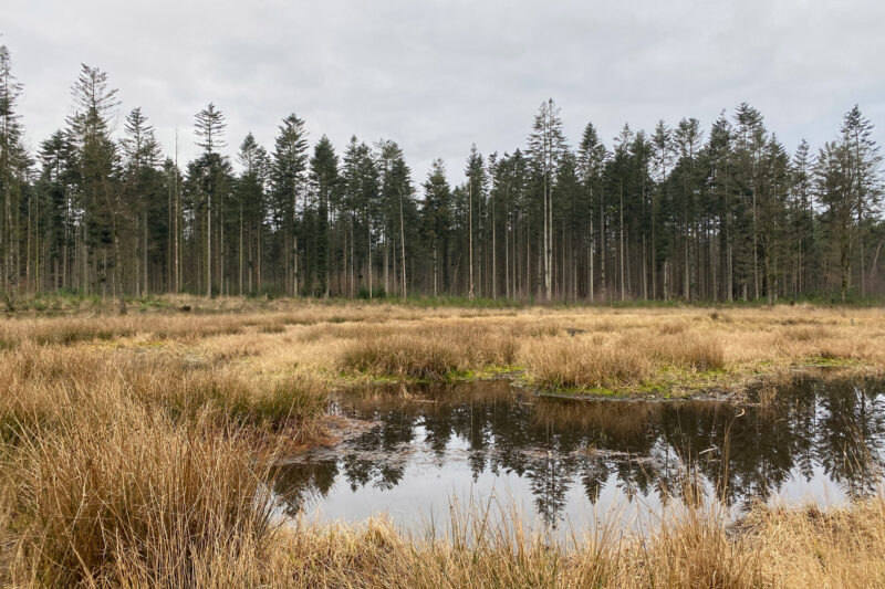 Wandelen in Noord-Brabant: Stiphoutse Bossen en langs de Goorloop