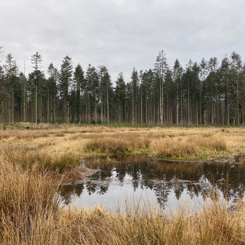 Wandelen in Noord-Brabant: Stiphoutse Bossen en langs de Goorloop