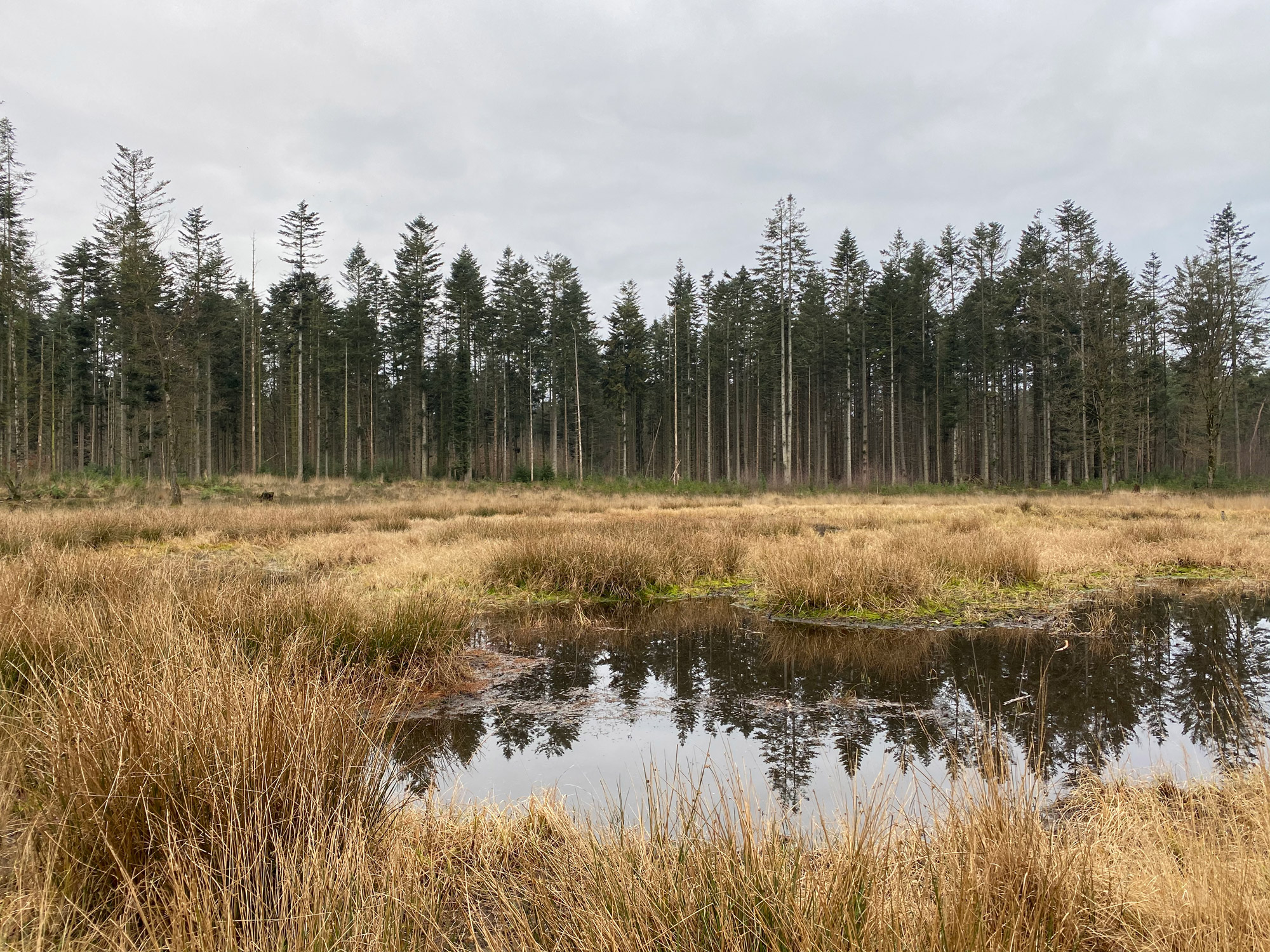 Wandelen in Noord-Brabant: Stiphoutse Bossen en langs de Goorloop