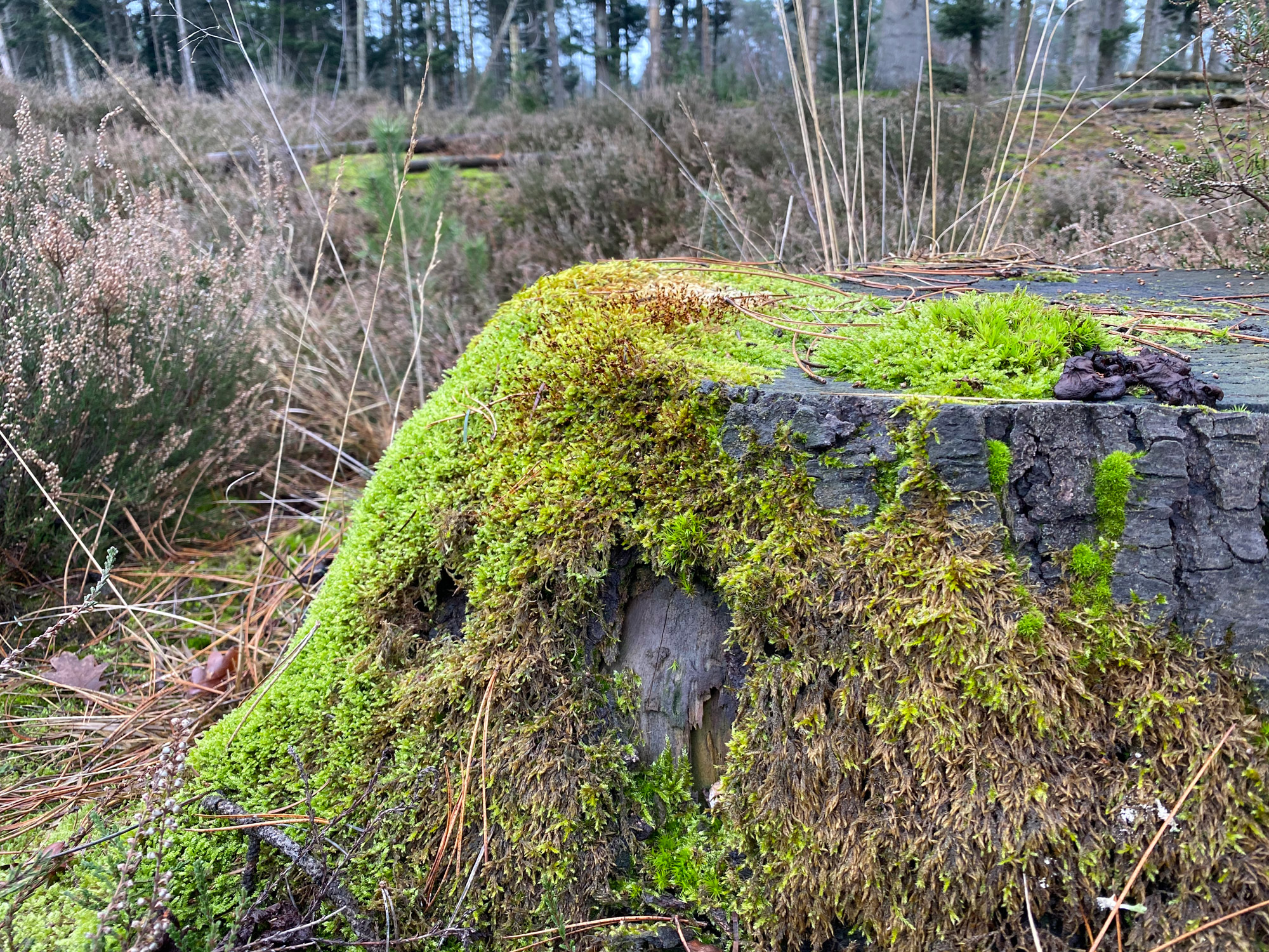 Wandelen in Noord-Brabant: Stiphoutse Bossen en langs de Goorloop