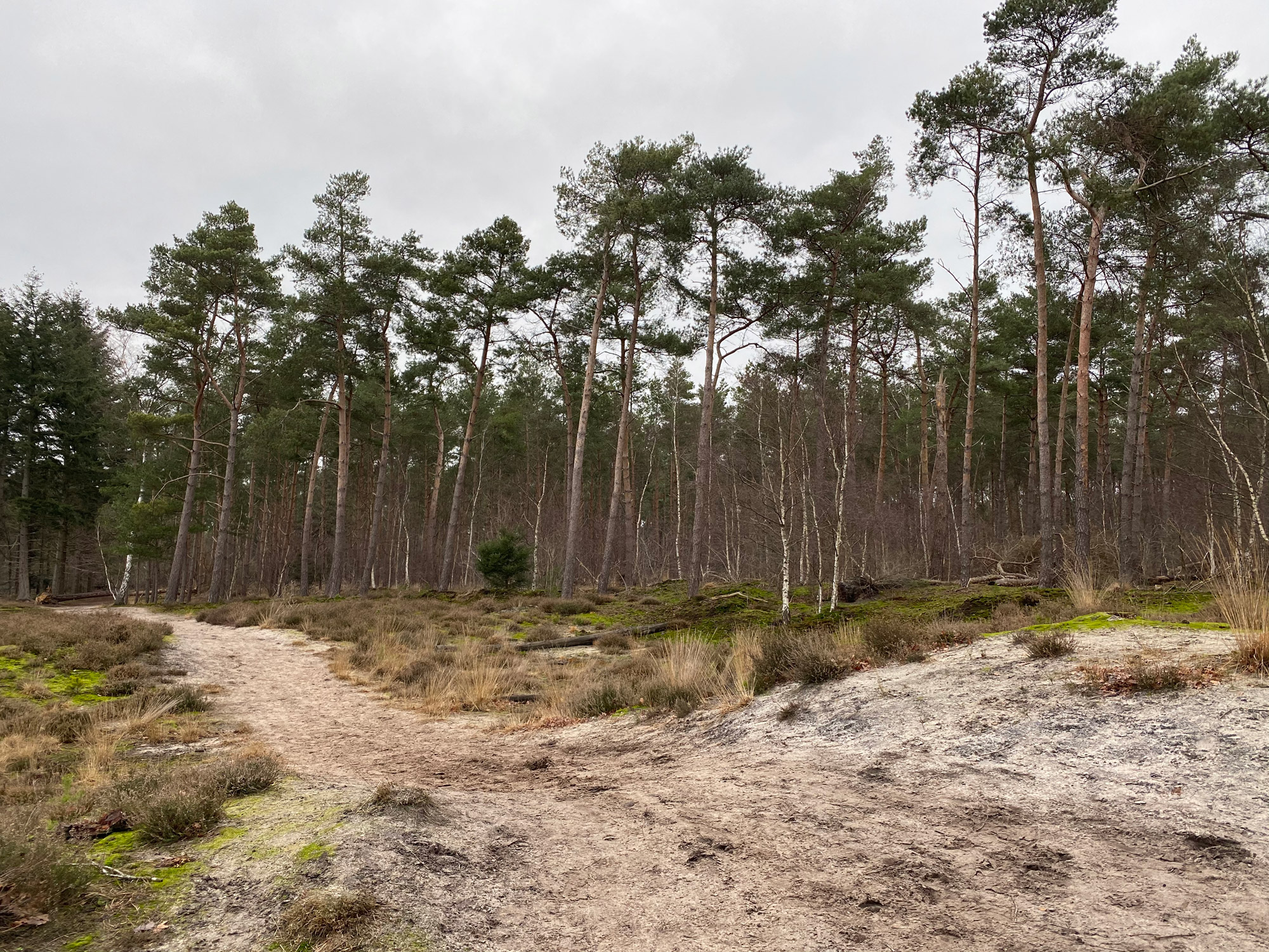 Wandelen in Noord-Brabant: Stiphoutse Bossen en langs de Goorloop