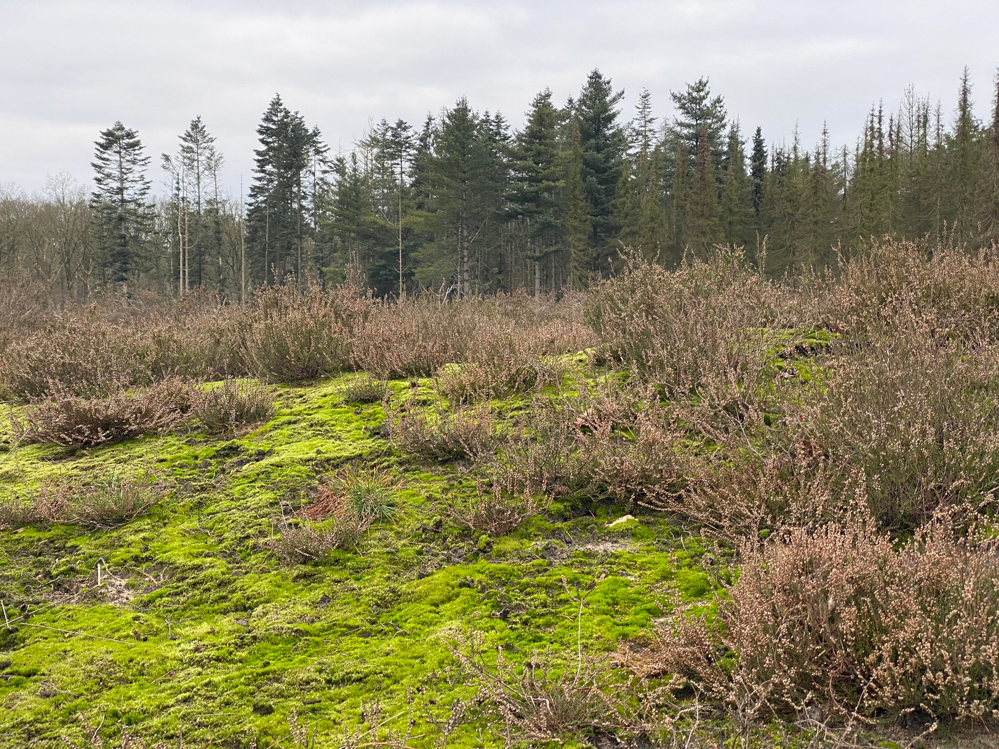 Wandelen in Noord-Brabant: Stiphoutse Bossen en langs de Goorloop