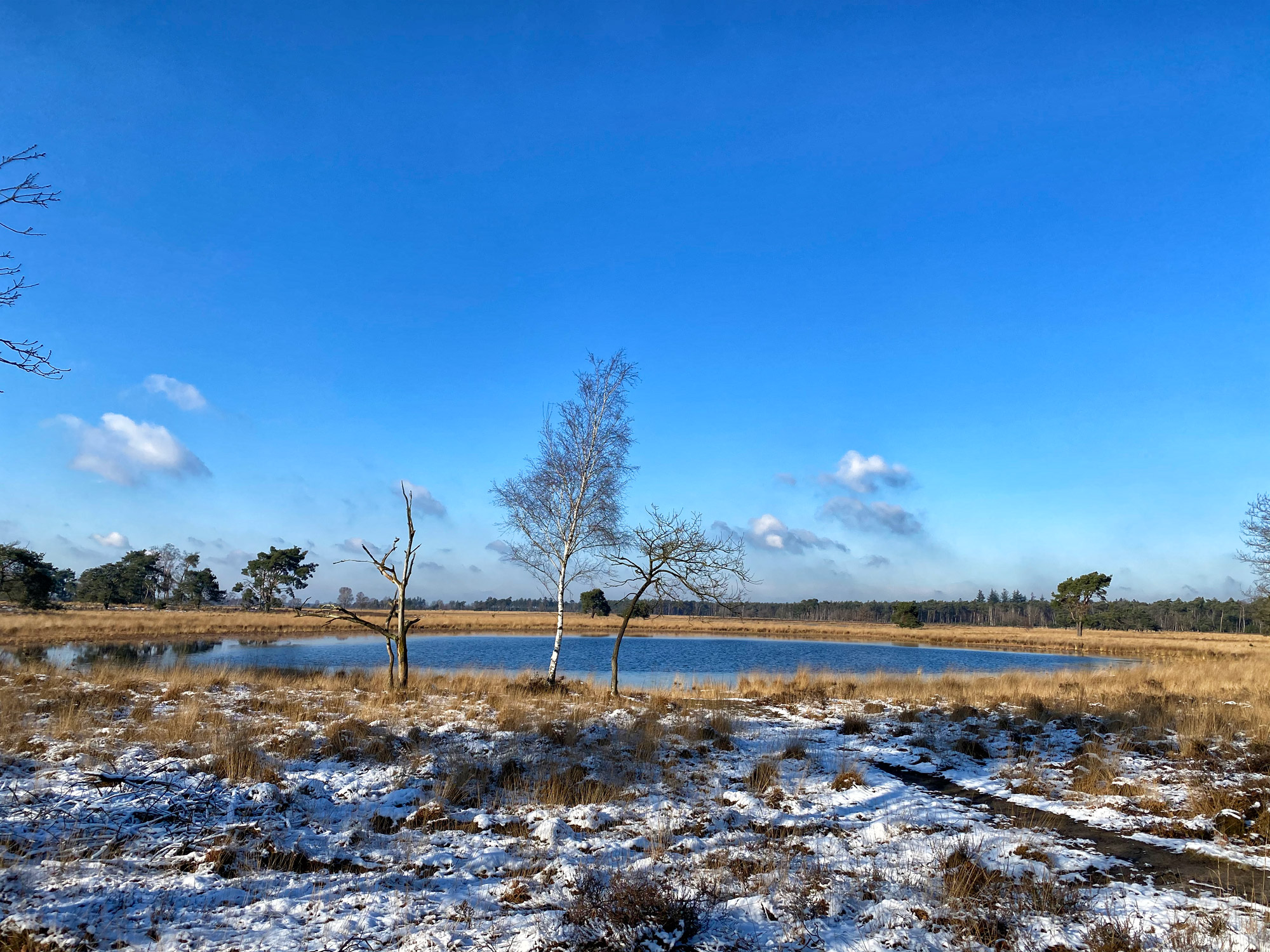 Wandeling: Winterse wandeling over de Strabrechtse Heide