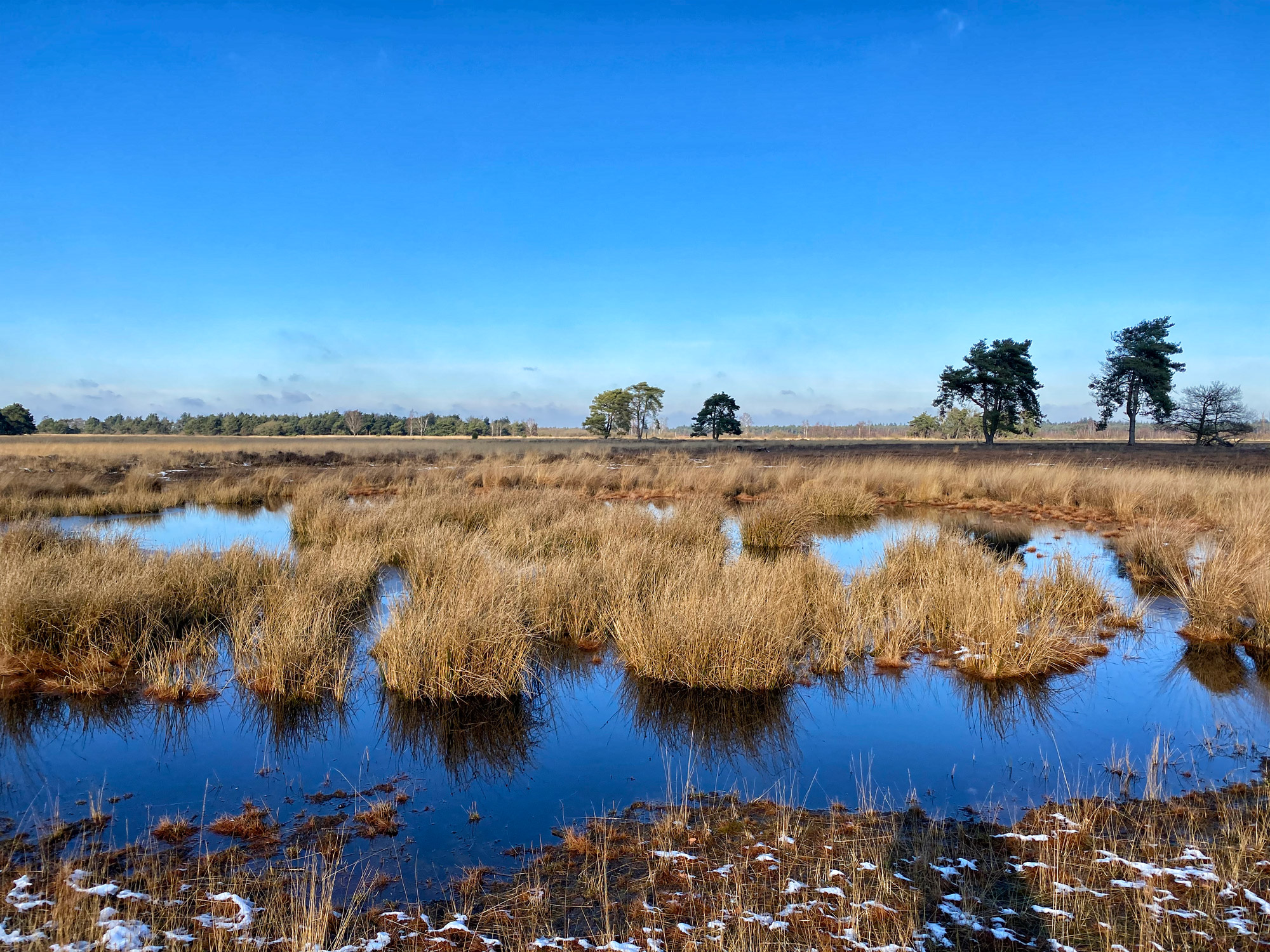 Wandeling: Winterse wandeling over de Strabrechtse Heide