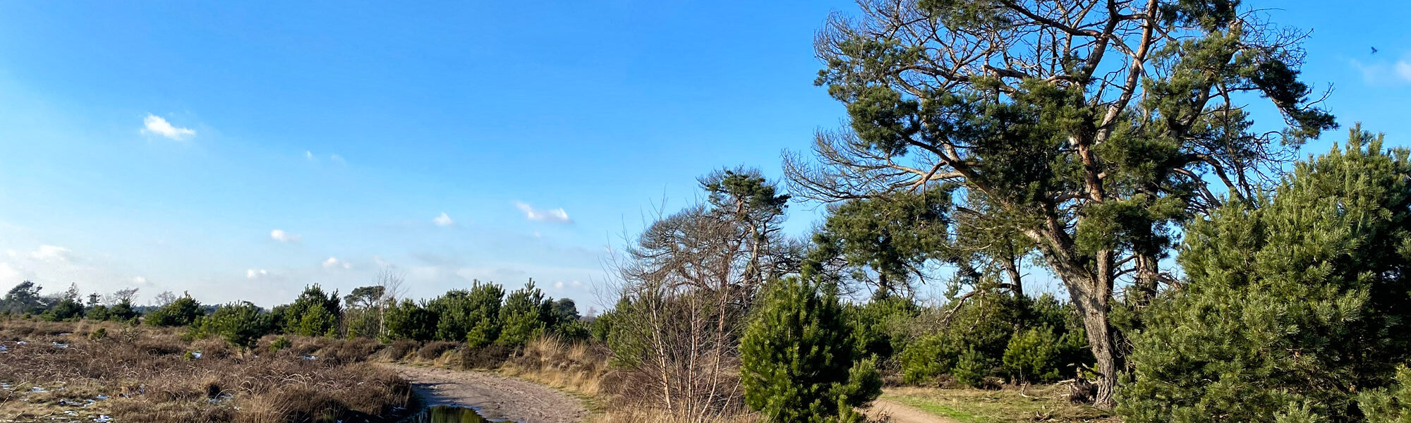 Wandeling: Winterse wandeling over de Strabrechtse Heide