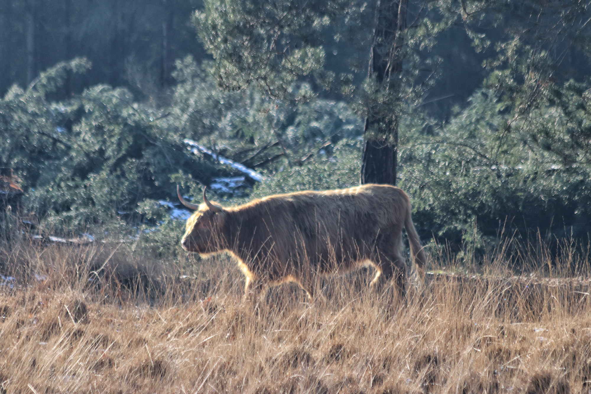 Wandeling: Winterse wandeling over de Strabrechtse Heide