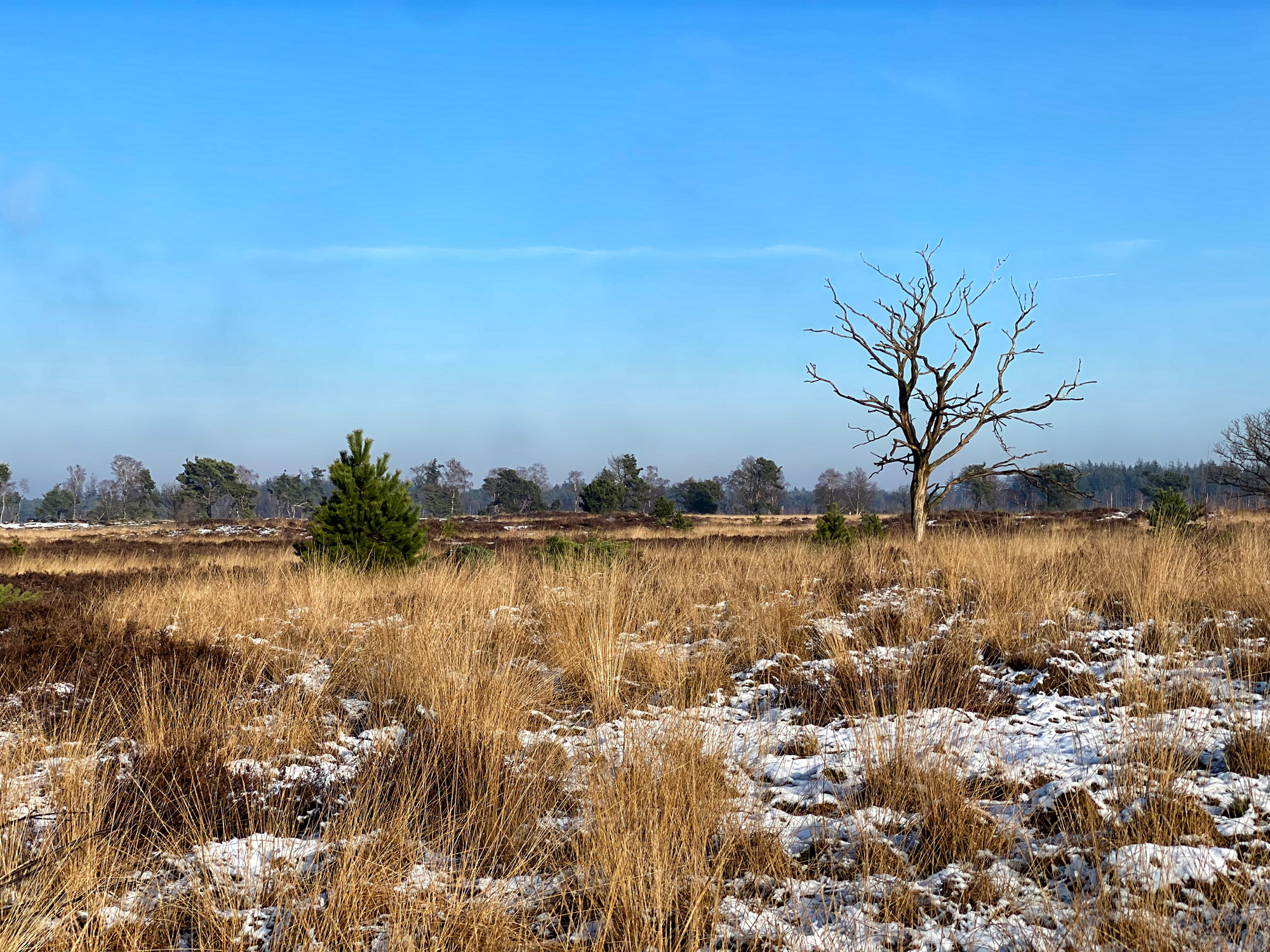 Wandeling: Winterse wandeling over de Strabrechtse Heide