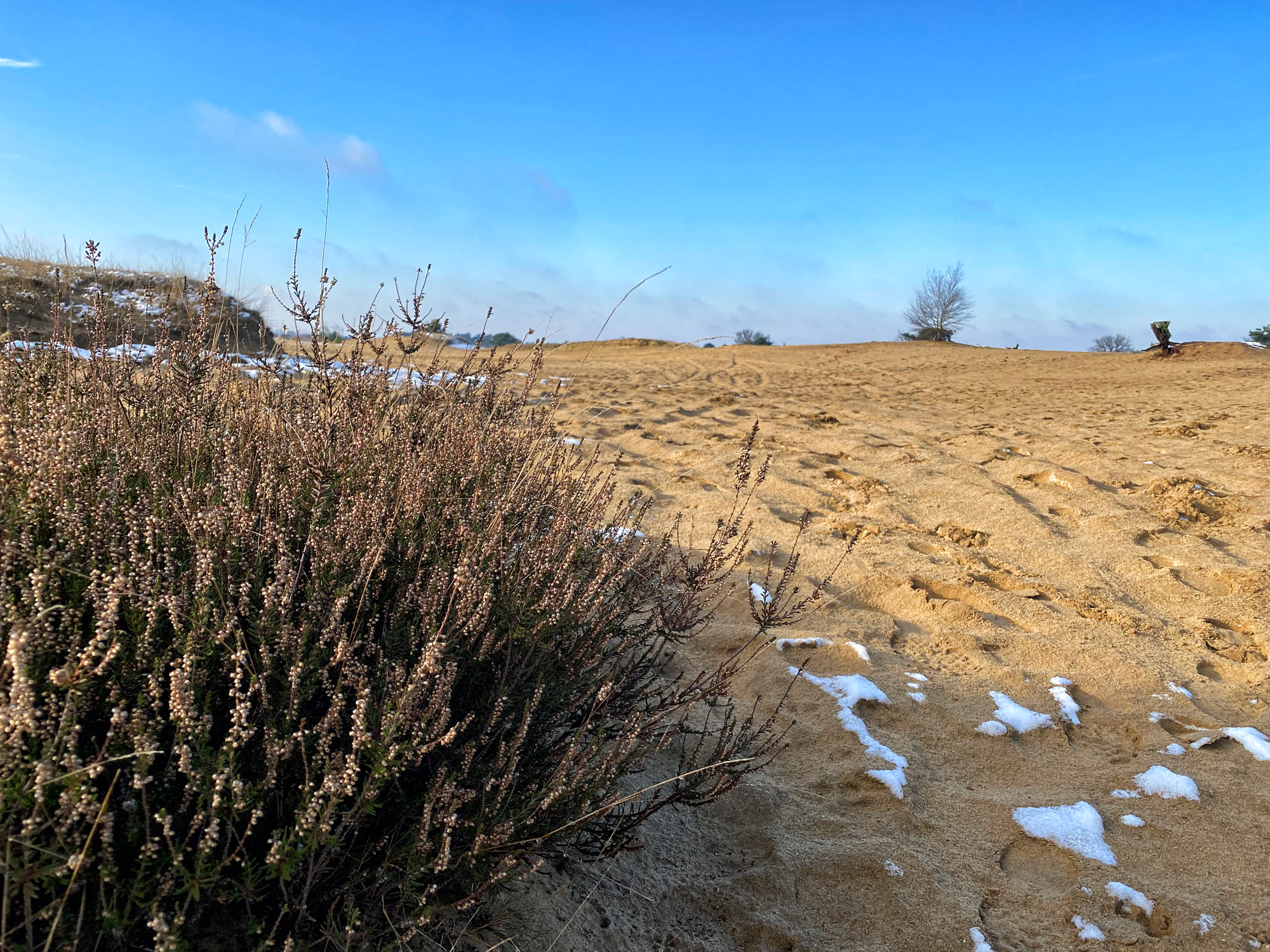 Wandeling: Winterse wandeling over de Strabrechtse Heide