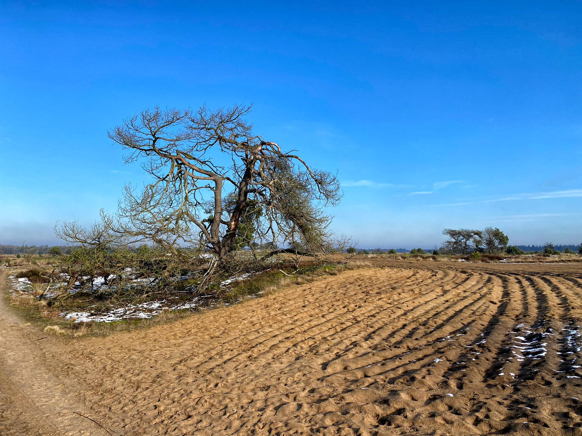 Wandeling: Winterse wandeling over de Strabrechtse Heide