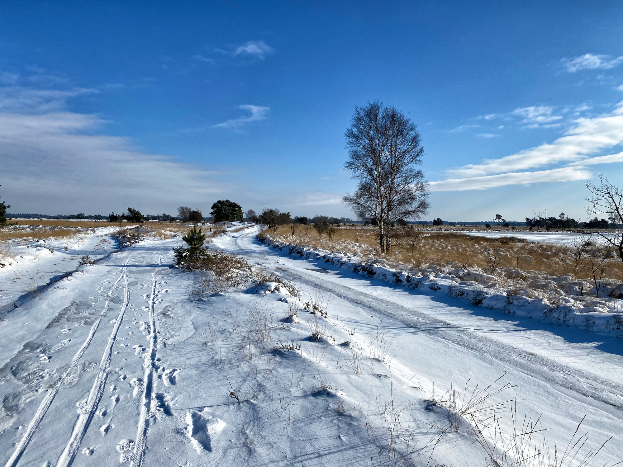 Wandeling: Winterse wandeling over de Strabrechtse Heide in de sneeuw