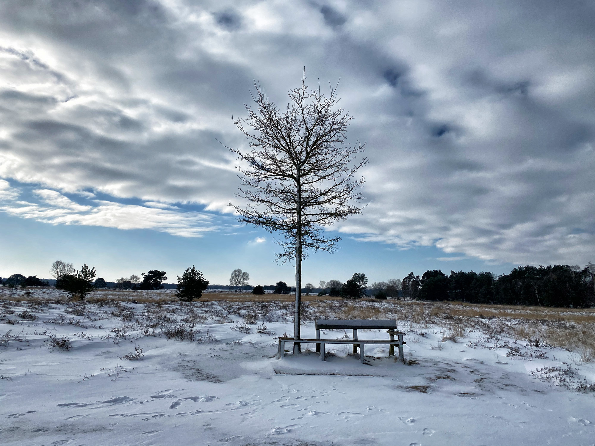 Wandeling: Winterse wandeling over de Strabrechtse Heide in de sneeuw