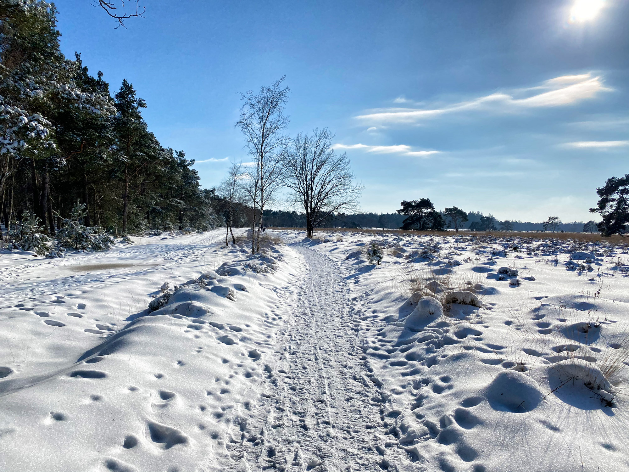 Wandeling: Winterse wandeling over de Strabrechtse Heide in de sneeuw