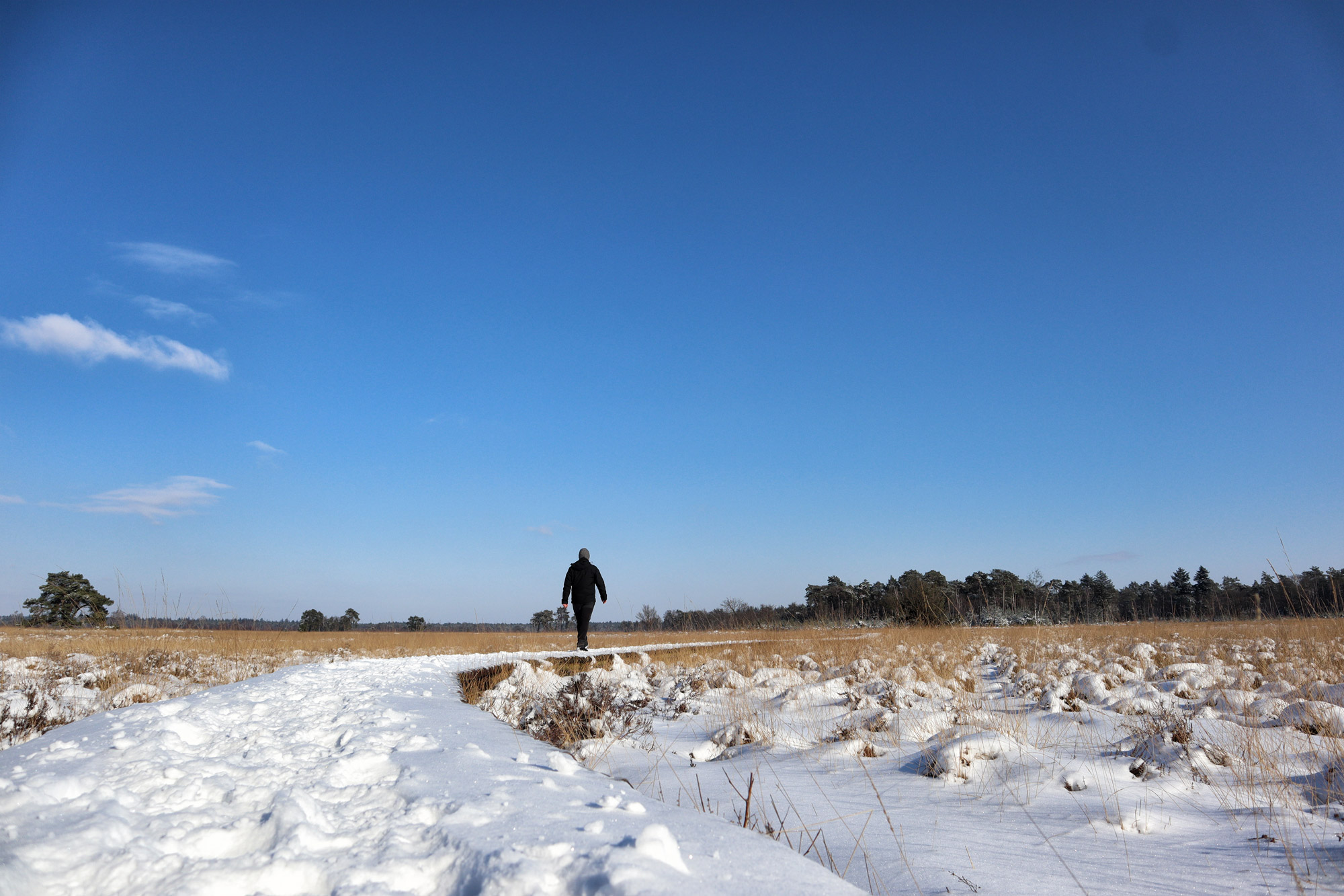 Wandeling: Winterse wandeling over de Strabrechtse Heide in de sneeuw