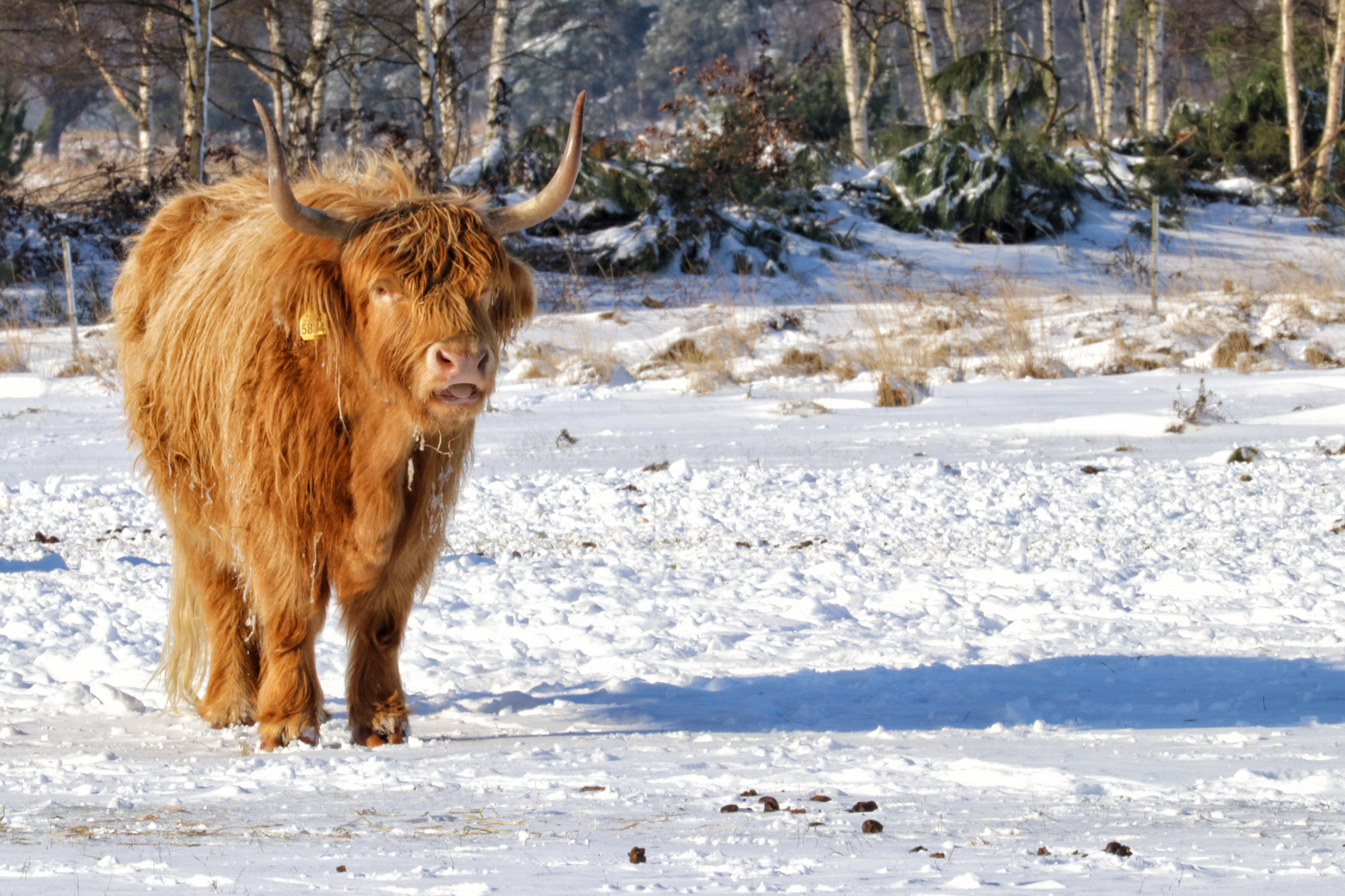 Wandeling: Winterse wandeling over de Strabrechtse Heide in de sneeuw