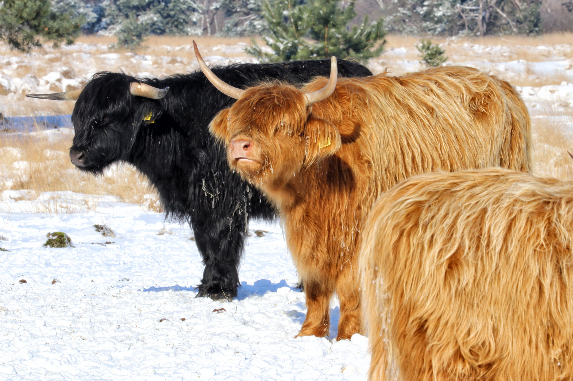 Wandeling: Winterse wandeling over de Strabrechtse Heide in de sneeuw